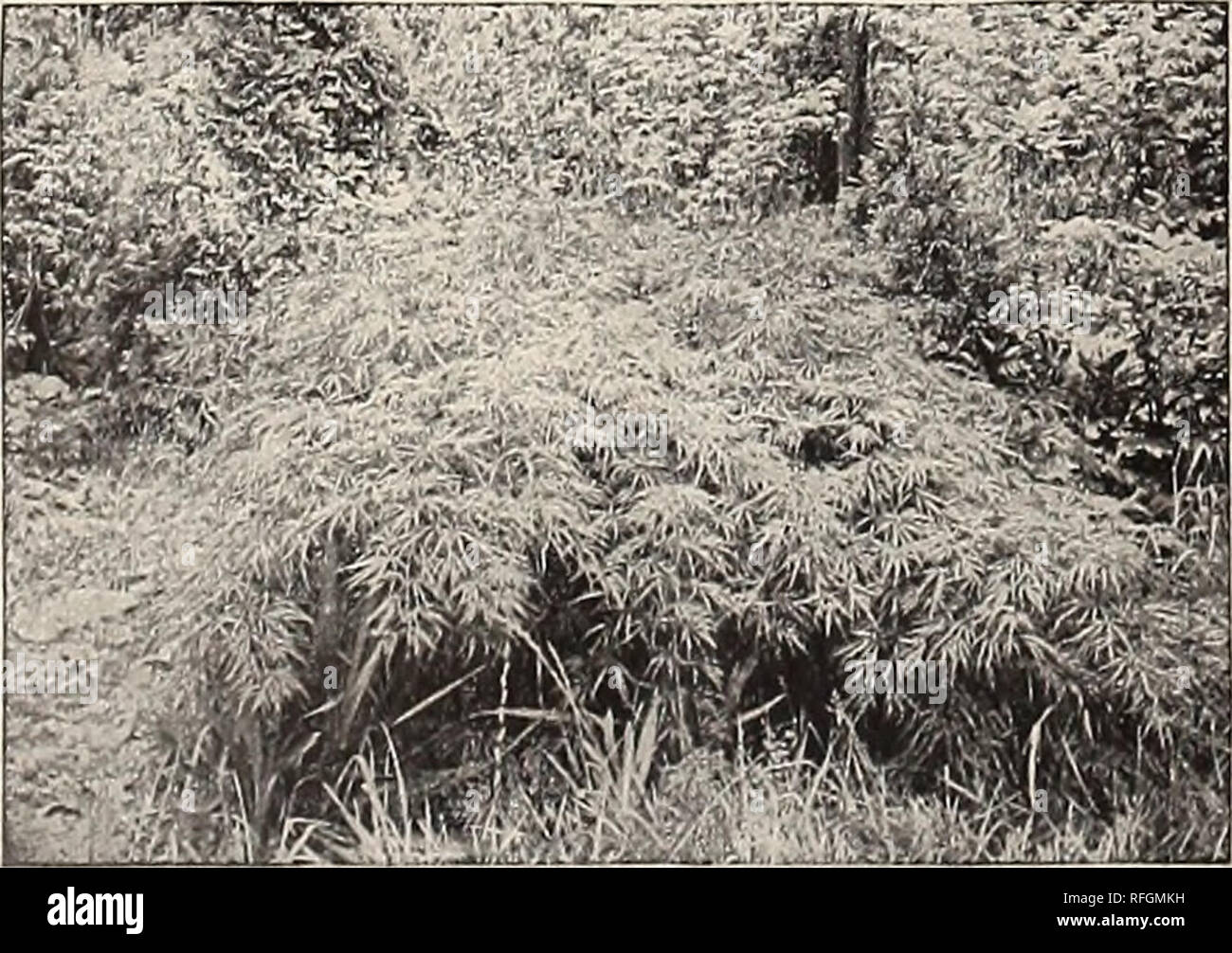 . New, rare and beautiful plants. Nurseries (Horticulture) New York