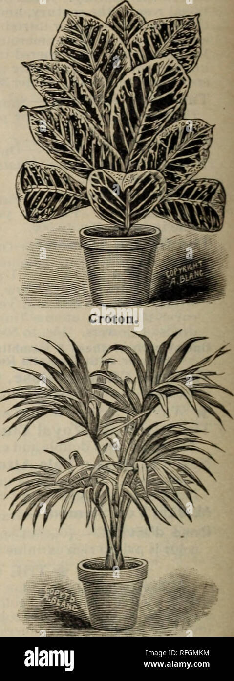 . New and rare plants, bulbs and seeds. Nursery stock New Jersey Woodstown Catalogs; Plants, Ornamental Catalogs; Shrubs Catalogs; Flowers Seeds Catalogs; Bulbs (Plants) Catalogs. Dyckla. rup'..orbia. ARECA LUTESCENS. Most beautiful, delicate feathery foliage, and golden yellow stems, spotted with red. The best of all house palms. 25 cents to $5. Every one should have it. Other fine palms are : Cocos Weddelliana, very grace- ful, 25 cents. Kentia Balmoreana, 35 cents. Latania Borbonica, 25 cents. All plants that will please you. Special Offers: Anv four 15-cent plants for 50 cents, orio for$i. Stock Photo