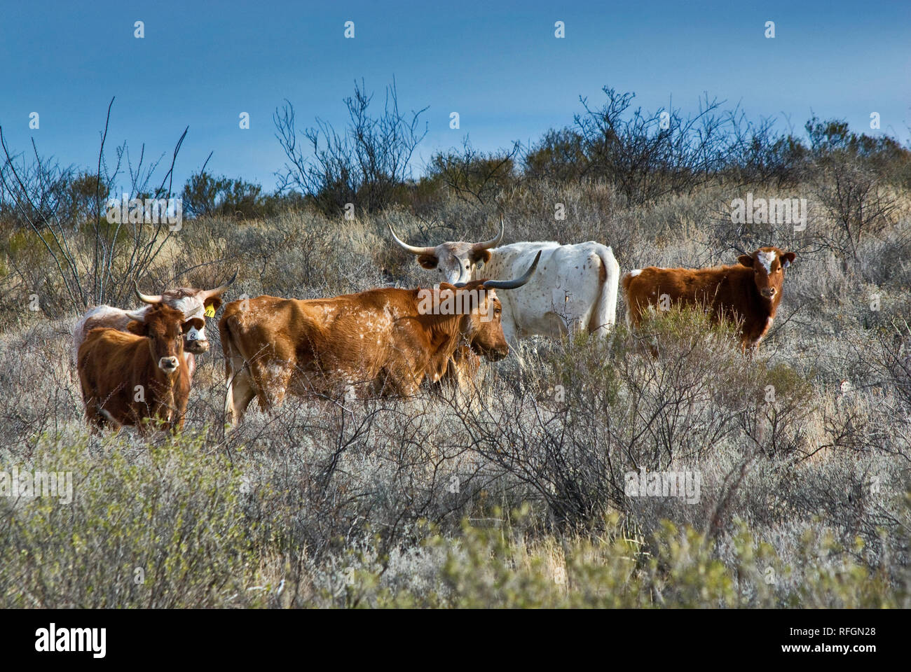 Cattle grazing at Chihuahuan Desert in Big Bend Ranch State Park, Texas, USA Stock Photo Alamy