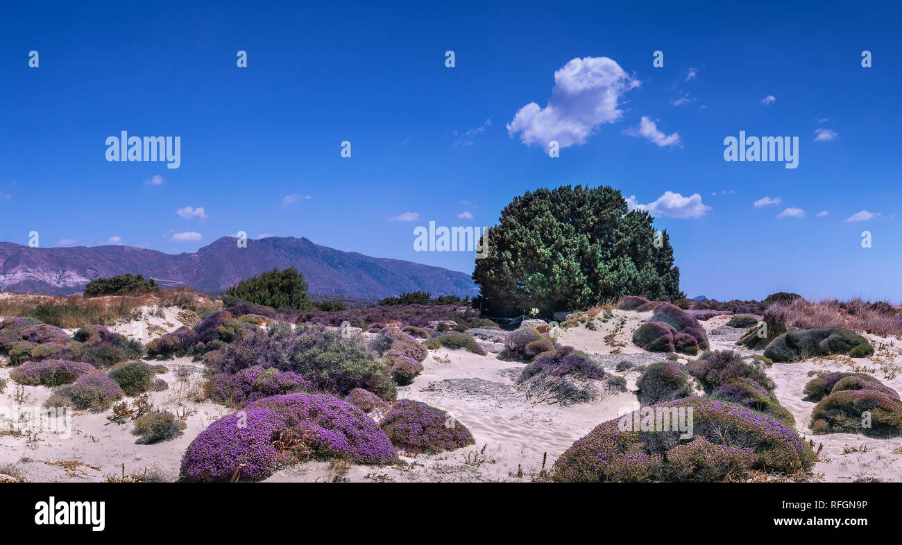 White sand dunes with plenty of blooming pink flowers, single green tree and mountain range at the horizon. Bright blue sky with few white clouds. Gre Stock Photo