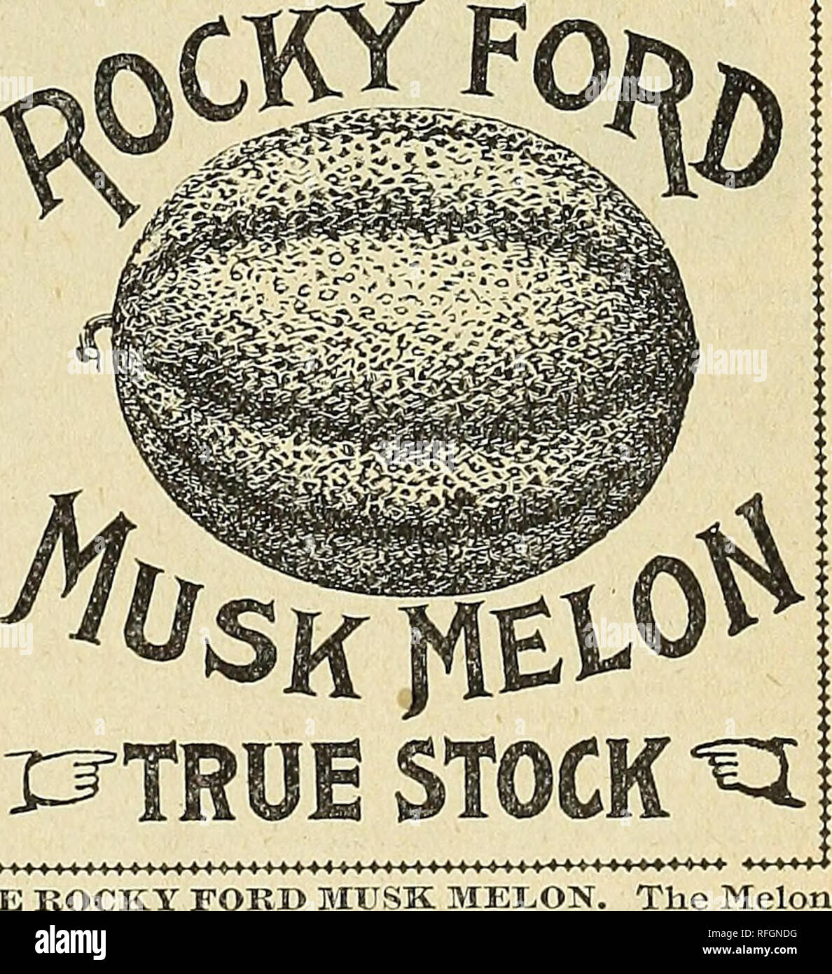 . Good seeds at fair prices : 1900. Nursery stock Minnesota Minneapolis Catalogs; Cereal grasses Catalogs; Vegetables Seeds Catalogs; Grasses Seeds Catalogs; Flowers Catalogs; Agricultural implements Catalogs. THE CELEBRATED FOi. Paul Rose Blusk Melon. THE ROCKY FORD MUSK MELON, known on the &quot;bills of fare&quot; of the leading hotels and restaurants of America as the &quot; Rocky Eord Cante- loupe,&quot; takes its name from the little town of Rocky Ford, Colorado, which has become as famous for its- melons as is Baltimore for its oysters. It is verj' early and wonderfully productive. We o Stock Photo