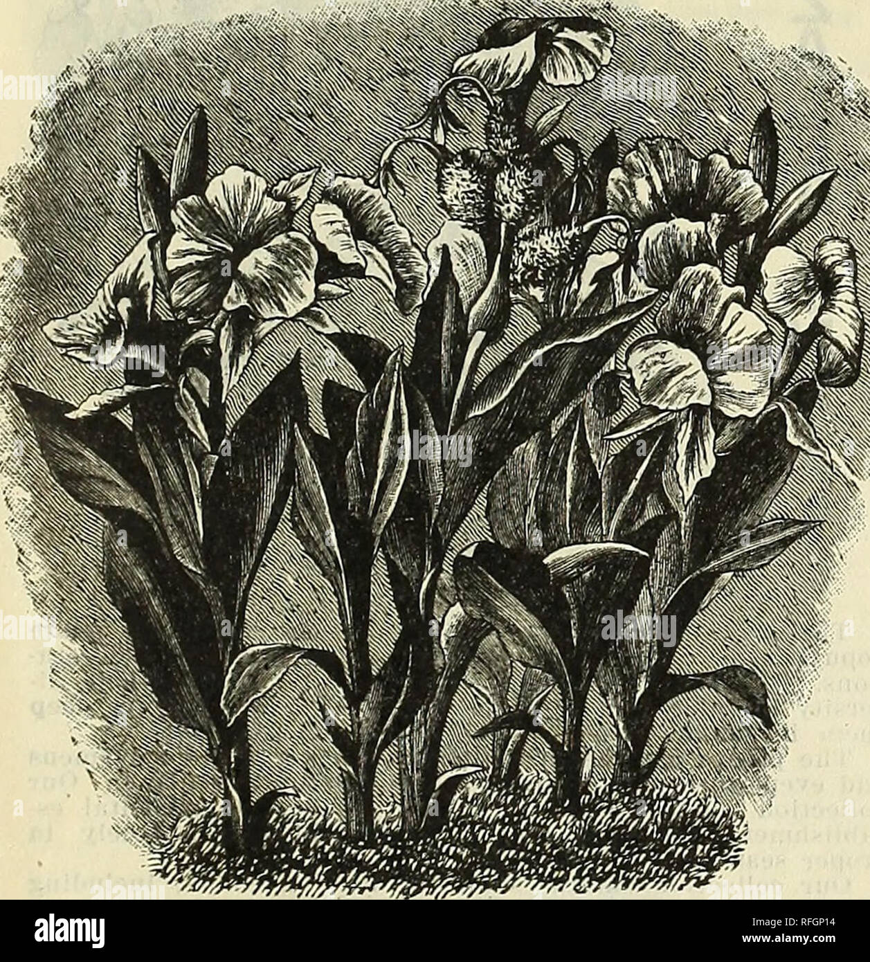. Jubilee floral catalogue. Nurseries (Horticulture) Kentucky Louisville Catalogs; Plants, Ornamental Catalogs; Flowers Catalogs; Trees Seedlings Catalogs. NANZ &amp; NEUNER'S PALL PRICE LIST, LOUISVILLE, KY. 7 MISCELLANEOUS. BULBS AND ROOTS. Each. Doz. ALLIUM NEAPOLITANIUM. A favorite flower forcing in pots: white $0 05 $0 50 ANEMONE. Blue, scarlet, red, rose, striped; each color or mixed 05 50 ACHIMENES. Mixed 10 1 00 ASTILBE (Spirea) 25 2 50 ANEMONE. Double; line, bright colors 10 100 AGAPANTHUS UMBELLATUS, Blue and white; for pot culture; 25 to 50 cents each. DIELYTRA SPEOTABIL1S. Bleeding Stock Photo
