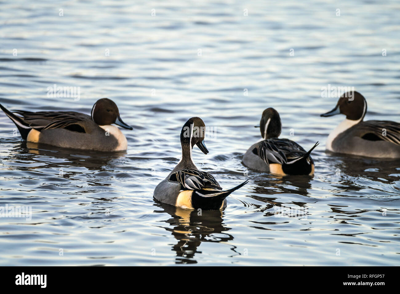 Four Northern Pintail Ducks (Anas acuta) swimming Stock Photo