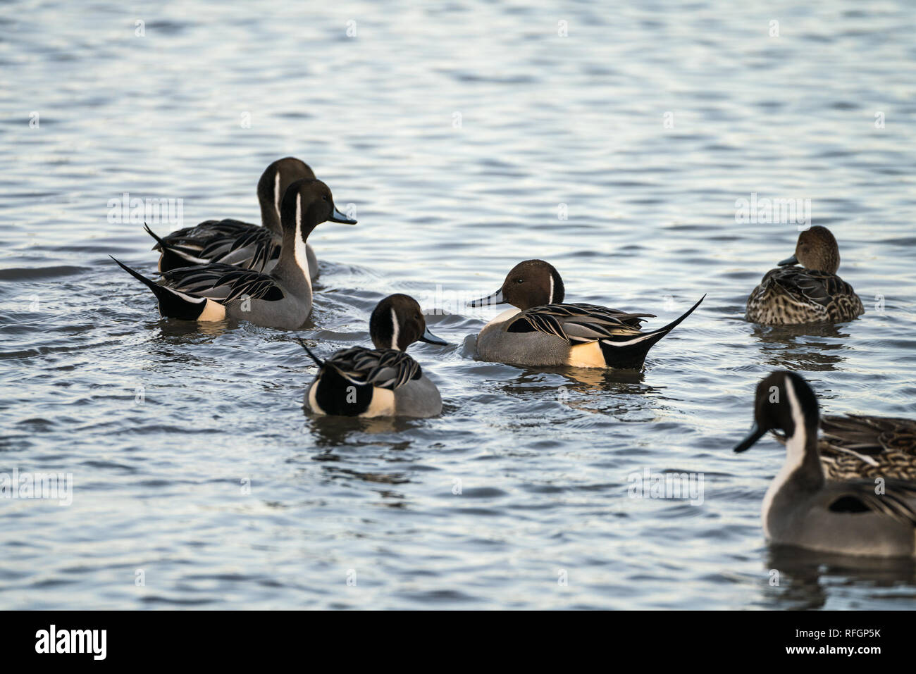 Group of Northern Pintail Ducks (Anas acuta) swimming Stock Photo