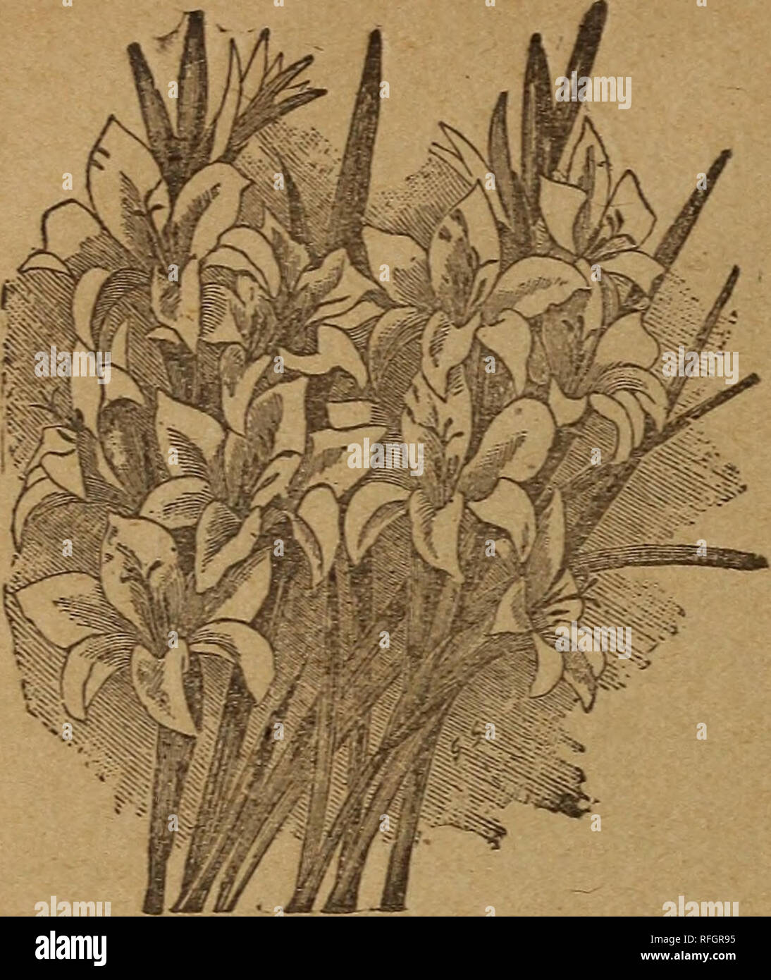 . Park's illustrated list of hardy bulbs for 1900. Nursery stock Pennsylvania Catalogs; Flowers Seeds Catalogs; Bulbs (Plants) Catalogs. GLADIOLUS, THE BRIDE. A beautiful, early-blooming Gladiolus with pure white flowers. Unlike the common Gladiolus they are suitable for growing in pots, and will bloom well dur- ing winter. Per dozen 40 cents, each 4 cents. Colvilli rubra, similar to The Bride, but different in color, 40 cents per dozen, 4 cents each. GALTONIA CANDICANS. This is a near relative of the Hyacinth, and was first named Hyacinthus, but was afterward changed to Galtonia. It grows two Stock Photo