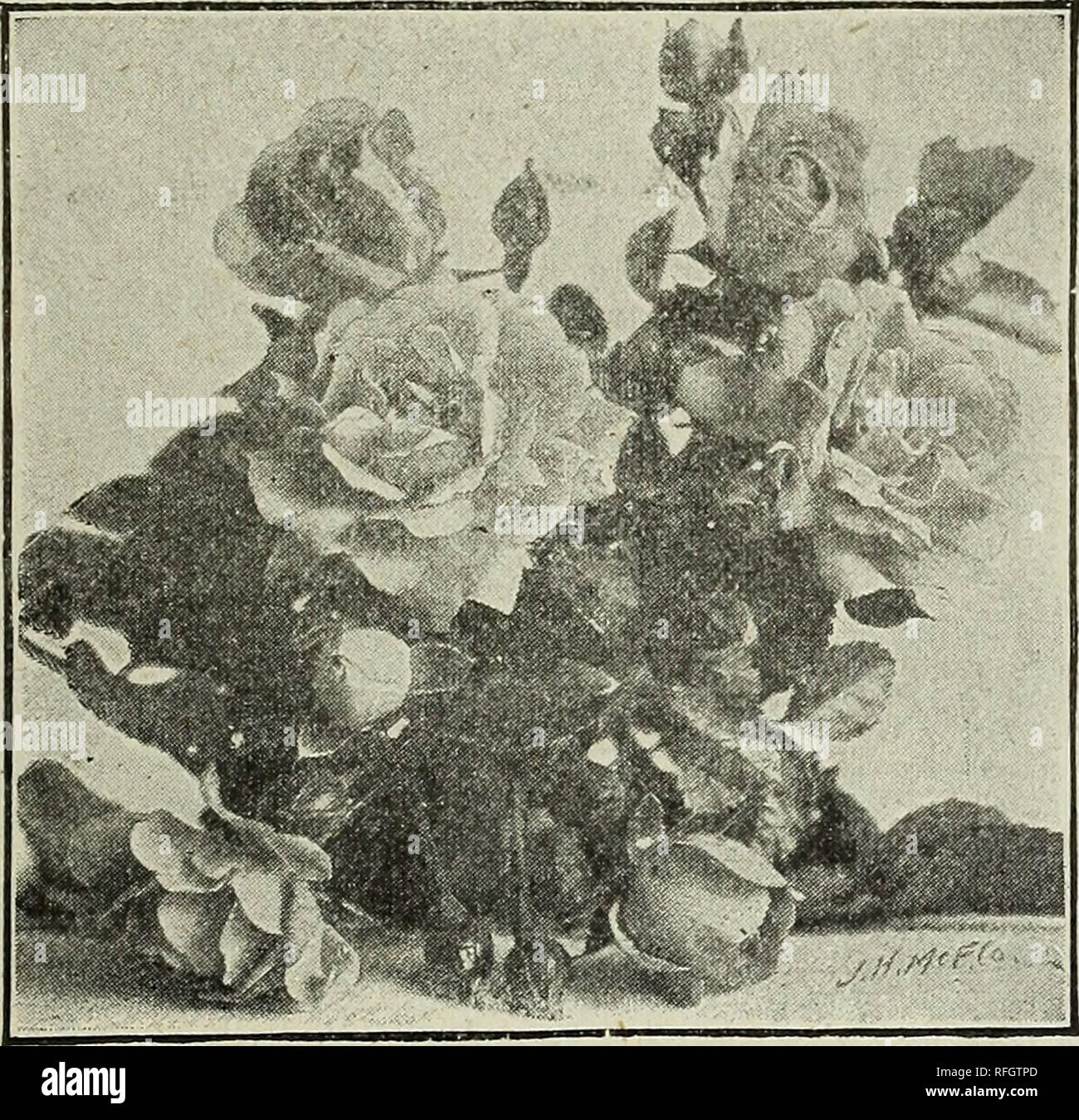 Catalogue Of Pomona Nurseries Nurseries Horticulture New Jersey