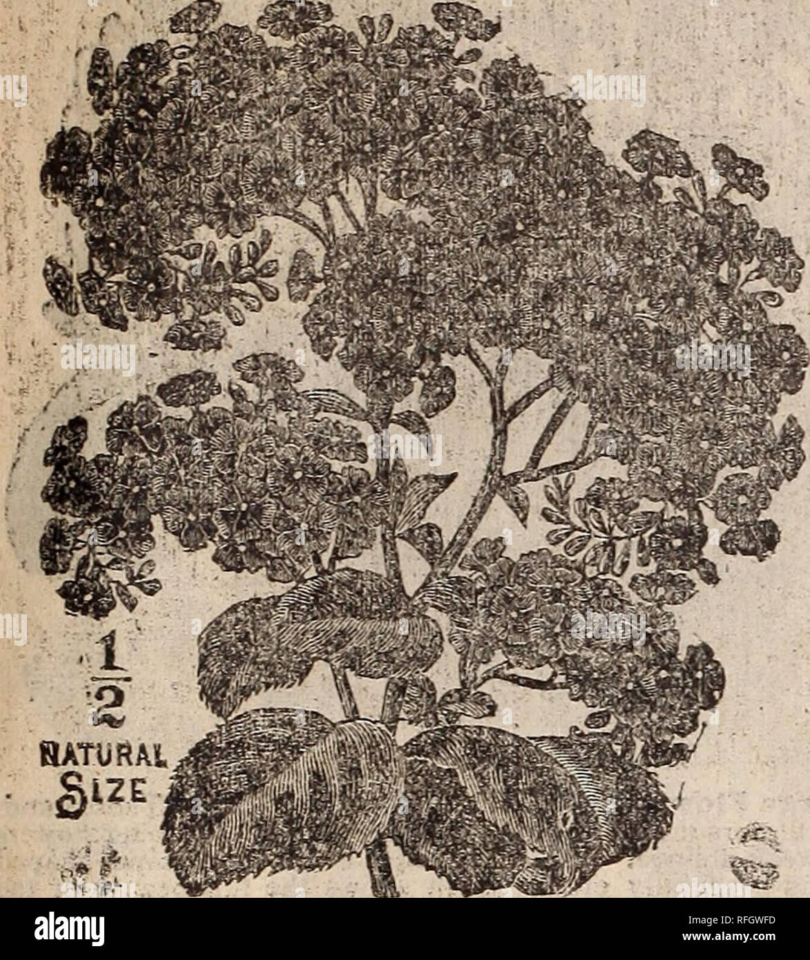 . Mills' seed catalogue : 1900. Nurseries (Horticulture) New York (State) Catalogs; Vegetables Seeds Catalogs; Plants, Ornamental Catalogs; Flowers Catalogs. ' HELIOTROPE: great iavorfieun.accoimt, of'its beautify:' fragrance. s^i3 easii'v vaisedrtrdm'ths' sSed ajid.-' if sbtvn in opea â round, wtll'produce fto'wers In Aug;, But the se&amp;d v.'ill do better if sovn in the house and set out in the opeii ground when thcweather 15 warra.- nOON FLOWERS. II. This is a -^Nfell-known shrub-like plant, producing ciusters of verbena-like flowers, in pink', yellovv, orange I-enioin'e's. Giant HybridâA Stock Photo