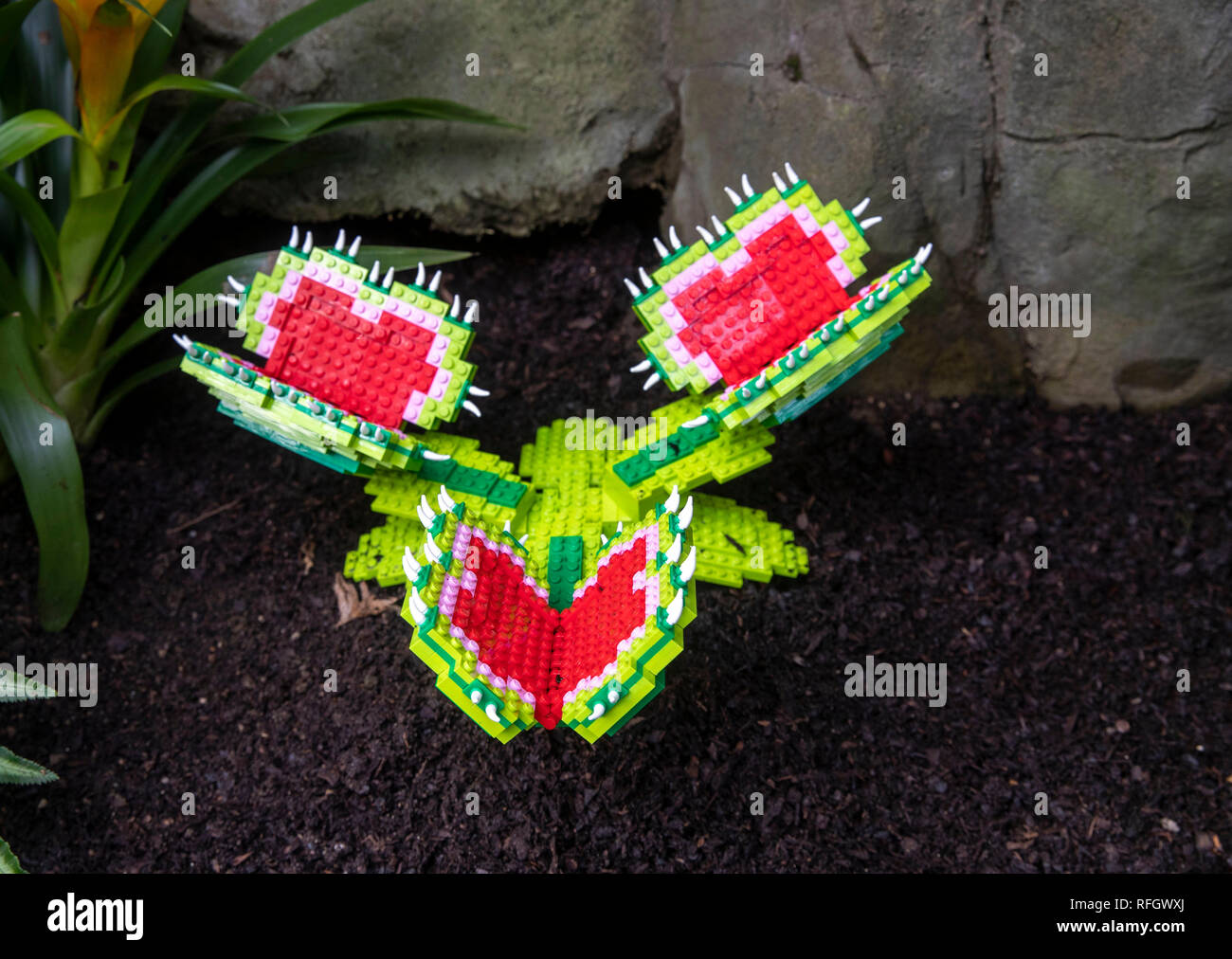 A Lego Venus flytrap, one of 40 Lego sculptures going on display as part of the Great Brick Safari in the glasshouse at RHS Garden Wisley, which runs from January 26 to March 3. Stock Photo