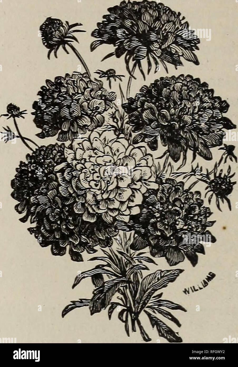 . Annual catalogue of garden, field and flower seeds : bulbs, plants, fertilizers and implements for the farm and garden. Vegetables Seeds Catalogs; Flowers Seeds Catalogs; Agricultural implements Catalogs; Commercial catalogs Rhode Island Providence. SALVIA. SCABIOSA. Saintpaulia lonantha—The plants are very dwarf and spreading, and produce very freely. violet-Hke flowers, both in shape and color. Excellent for pot culture in the green-house or window 10 Salpiglossis — Grandiflora— Fiqest mixed. One of the most beautiful flowering plants, with very large, richly-colored Petunia-like flowers,  Stock Photo
