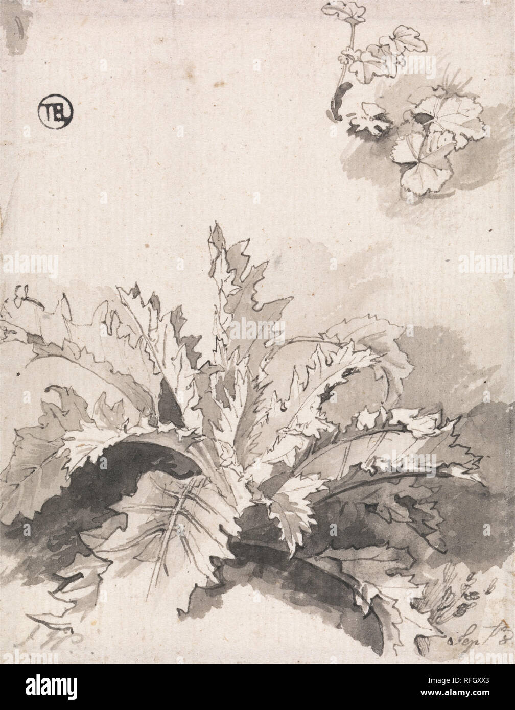 Study of a Thistle and Other Plants, Sept. 8. Date/Period: Early 19th century. Drawing. Black ink and gray wash on medium, slightly textured, cream laid paper. Height: 111 mm (4.37 in); Width: 89 mm (3.50 in). Author: UNKNOWN ARTIST. Stock Photo