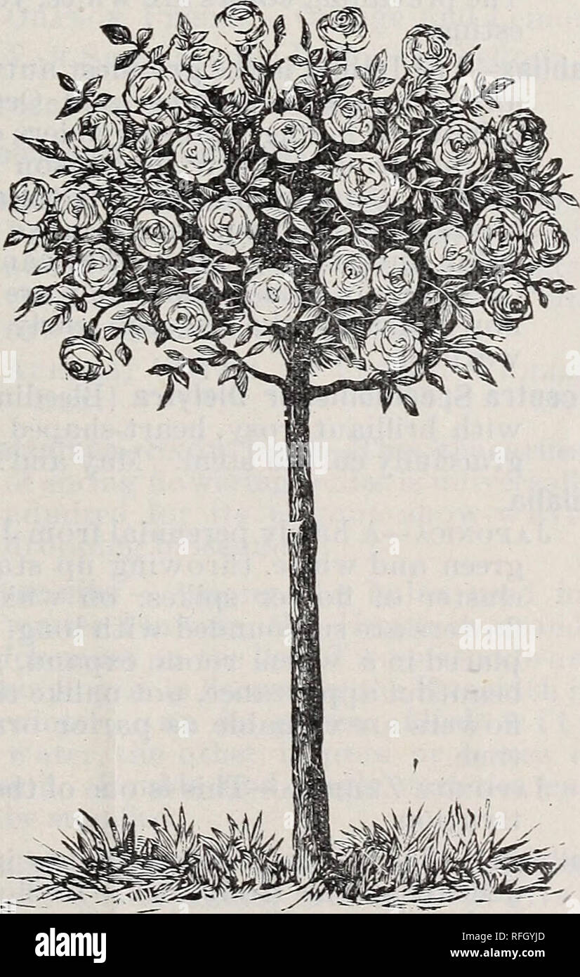 . Illustrated descriptive catalogue of fruit and ornamental trees, small fruits, vines, roses, shrubs, etc., etc.. Nurseries (Horticulture) Ohio Xenia Catalogs; Fruit trees Seedlings Catalogs; Fruit Catalogs; Trees Seedlings Catalogs; Shrubs Catalogs. POLLYANTHA—EOSA RUGOSA—TREE. 98 POLYANTHA, OR FAIRY ROSES. Anna Marie de Montravel—A beautiful, pure white, fairy-like rose; very double, perfect flowers, delightfully scented, and borne in such large clusters that the whole plant appears a mass of bloom. Cecile Brunner—Larger flowers than most of the others ; perfectly double and delightfully fr Stock Photo
