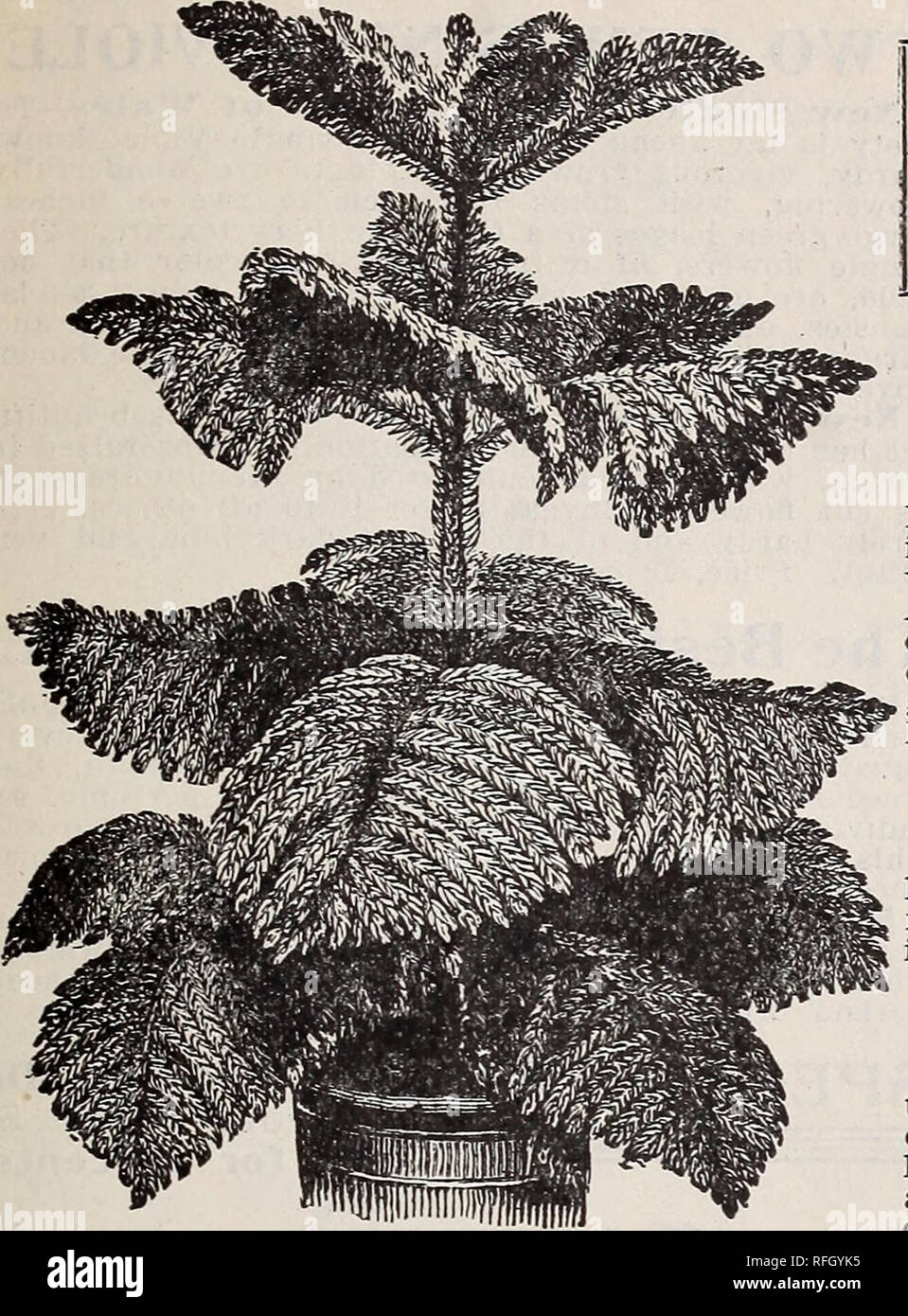 . Floral gems for winter flowering. Nurseries (Horticulture) Ohio Springfield Catalogs; Plants, Ornamental Catalogs; Flowers Catalogs; Bulbs (Plants) Catalogs. McGregor brothers, florists, Springfield, ohio 31. ACALYPHA SANDERII ARAUCARIA EXCELSA. Araucaria Fxcelsa. (Norfolk Island Pine.) Various names have been selected for this grand plant to properly convey to the mind the appearance of it. Some have called it the &quot;Christmas Tree Palm&quot; from its resemblance to a Christmas tree; others have called it the &quot;Star Palm,&quot; because the leaves are arranged to form a perfect star,  Stock Photo