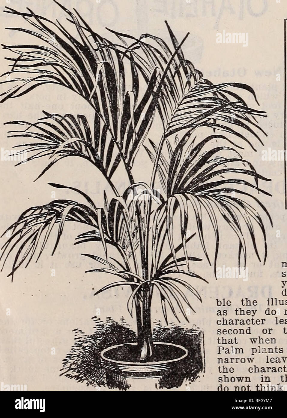 . Floral gems for winter flowering. Nurseries (Horticulture) Ohio Springfield Catalogs; Plants, Ornamental Catalogs; Flowers Catalogs; Bulbs (Plants) Catalogs. FICUS ELASTICA—RUBBER PLANT. Latania Barbonica—Leaves large, fan-shaped, of a very cheerful green color; plant of hardy constitution, and adapted to all decorative purposes, within or without doors; appreciated by all the plant-loving community. The cut shows a healthy plant of about four years old. Nice young plants, 15 cents each; larger plants, 25 cents, 50 cents and ll.OO each; extra size, two to three feet, $2.00. Cocos Weddelliana Stock Photo