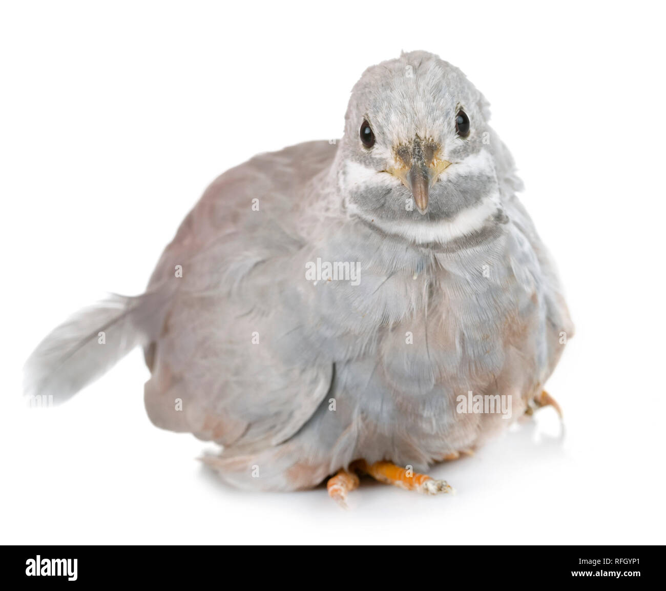 King quail in front of white background Stock Photo