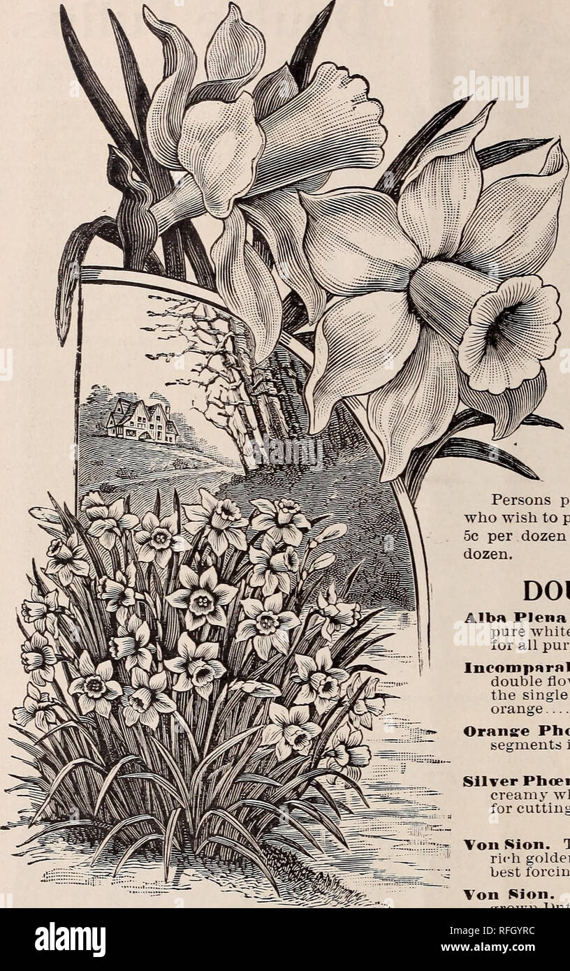 Catalogue Of Bulbs Trees And Shrubs For Fall Planting Nursery Stock Ohio Cincinnati Catalogs Flowers Catalogs Bulbs Plants Catalogs Plants Ornamental Catalogs Gardening Equipment And Supplies Catalogs 6 J M Mccullough S