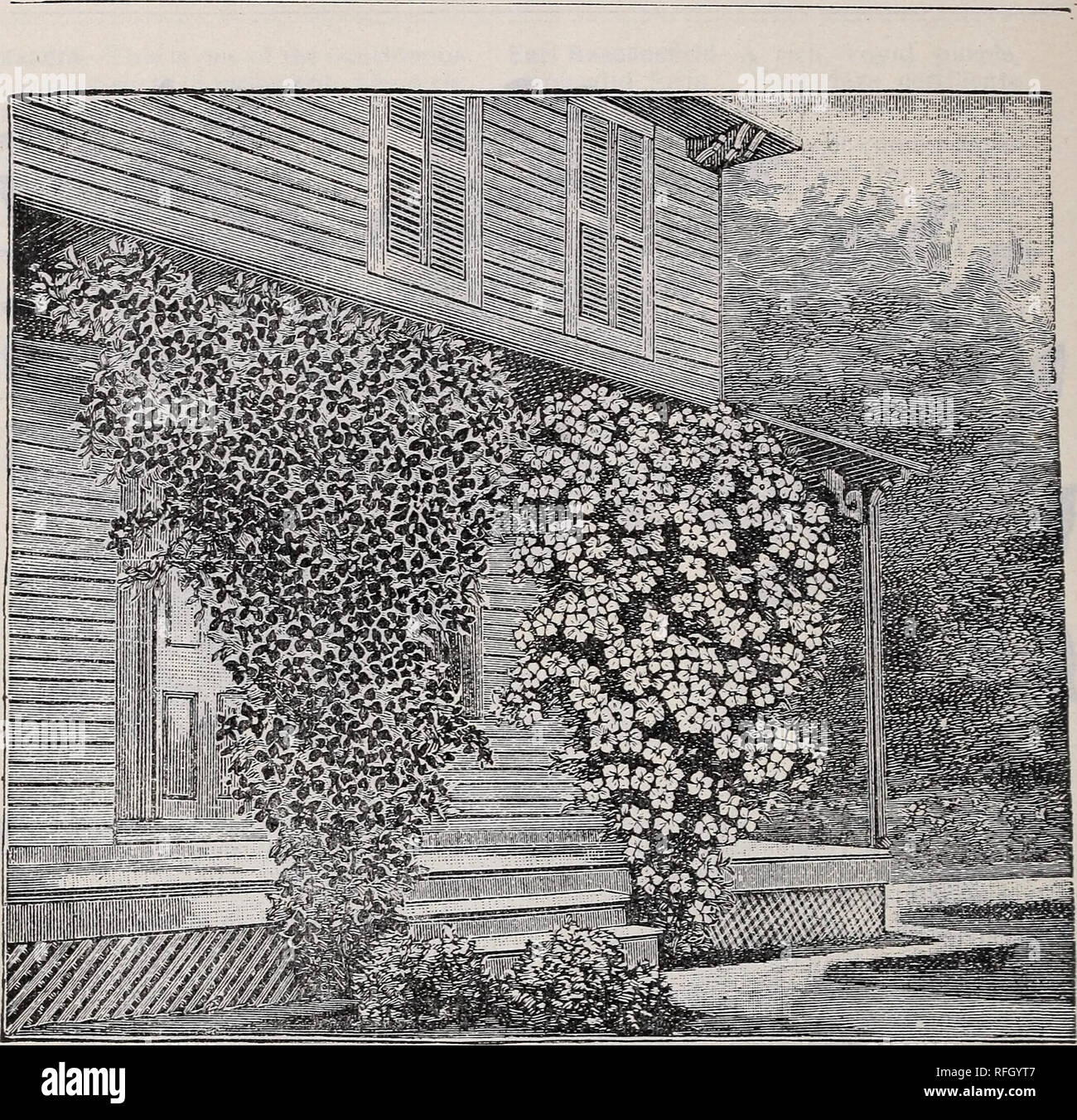 . Illustrated descriptive catalogue of fruit and ornamental trees, small fruits, vines, roses, shrubs, etc., etc.. Nurseries (Horticulture) Ohio Xenia Catalogs; Fruit trees Seedlings Catalogs; Fruit Catalogs; Trees Seedlings Catalogs; Shrubs Catalogs. 78 ORNAMENTAL DEPARTMENT—CLIMBING SHRUBS.. Clematis Jackmanni and Clematis Ramona. Lanuginosa Nivea—This is one of thefiuest blooming plants; it has great merit in these particulars, viz.: It is pure white —it is a perpetual &quot;bloomer—it opens its first blossoms earlier than Jackmanni, and thence continuing to bloom onward until arrested by f Stock Photo