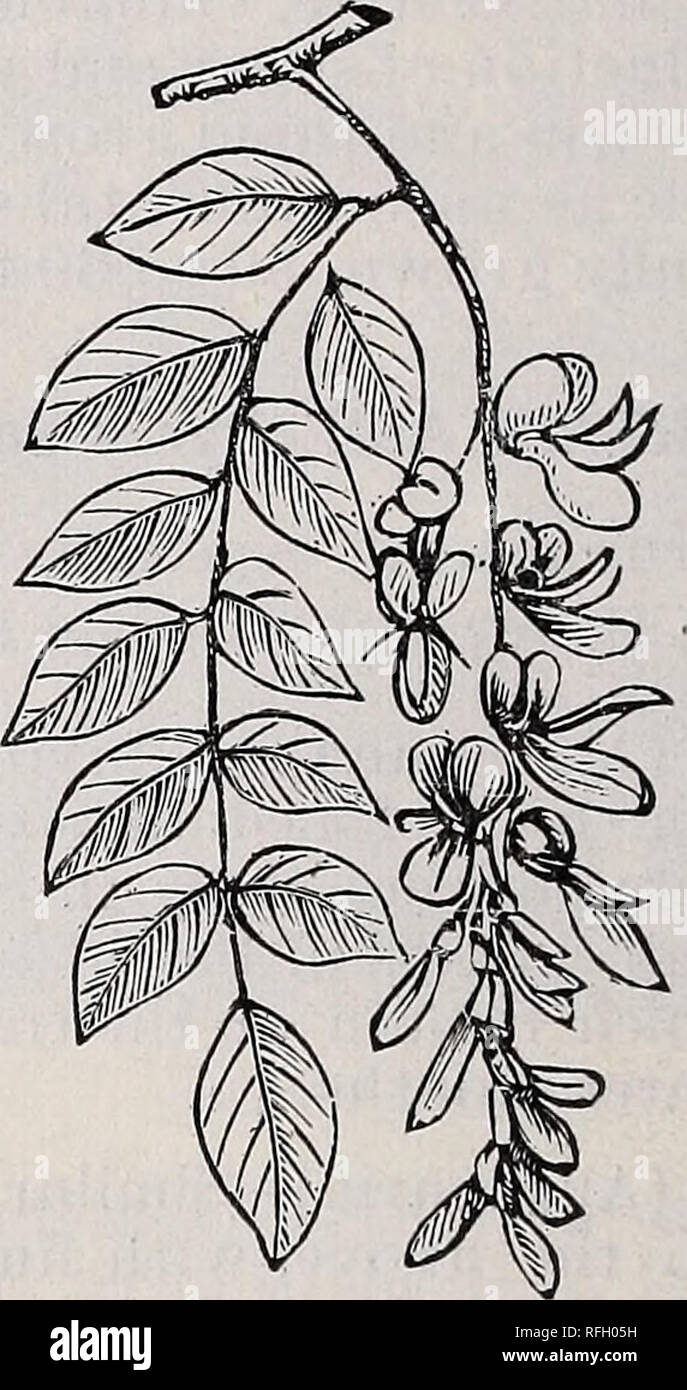 . Illustrated descriptive catalogue of fruit and ornamental trees, small fruits, vines, roses, shrubs, etc., etc.. Nurseries (Horticulture) Ohio Xenia Catalogs; Fruit trees Seedlings Catalogs; Fruit Catalogs; Trees Seedlings Catalogs; Shrubs Catalogs. Double-Flowering Thorn. THORN (Crataegus). Dense, low-growing trees, and very or- namental when in bloom. Hardy and adapted to all soils. Common Hawthorn (Oxyaeantha)—The cel- ebrated English Hedge Plant. Double Crimson (Flore punicea pleno)— Producing fine double crimson flowers. Double White (Alba pleno)—Flowers small; clear white and desirable Stock Photo
