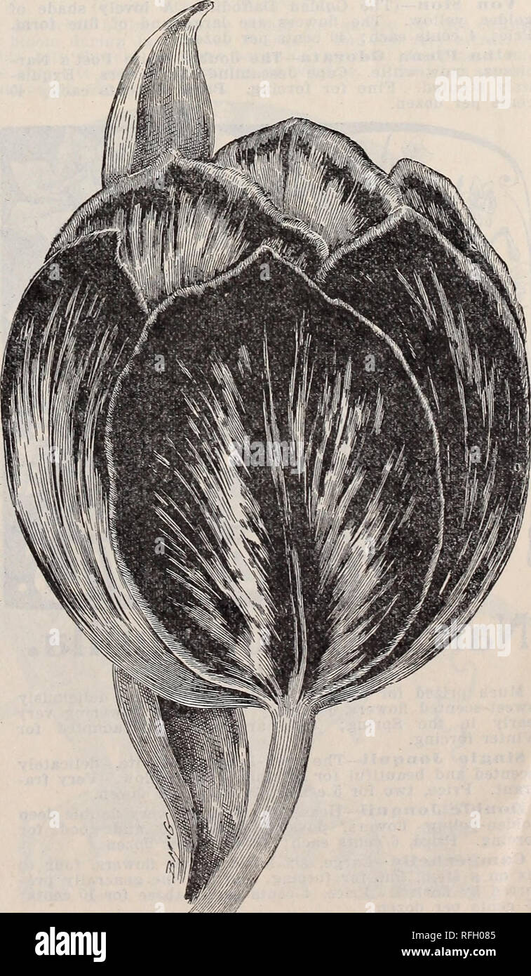 . Floral gems for winter flowering. Nurseries (Horticulture) Ohio Springfield Catalogs; Plants, Ornamental Catalogs; Flowers Catalogs; Bulbs (Plants) Catalogs. CROCUSES. The Crocus is one of the first flowers of Spring, and one of the best for blooming in the house during the Winter. They bloom splendidly when planted on the lawn among the grass. They lift their bright heads up through the sod very early, and give the lawn a charming aspect. The sorts we offer are strong and fine. Price, named sorts, 10 cts. per dozen; mixed, 8 cts. per dozen. Mont Blanc—Purest white, very large flower. Bai'on Stock Photo