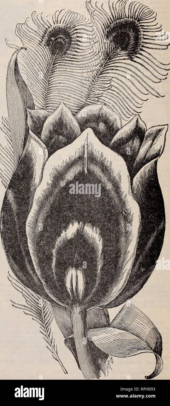 Peacock Tulip Stock Photos Peacock Tulip Stock Images Alamy