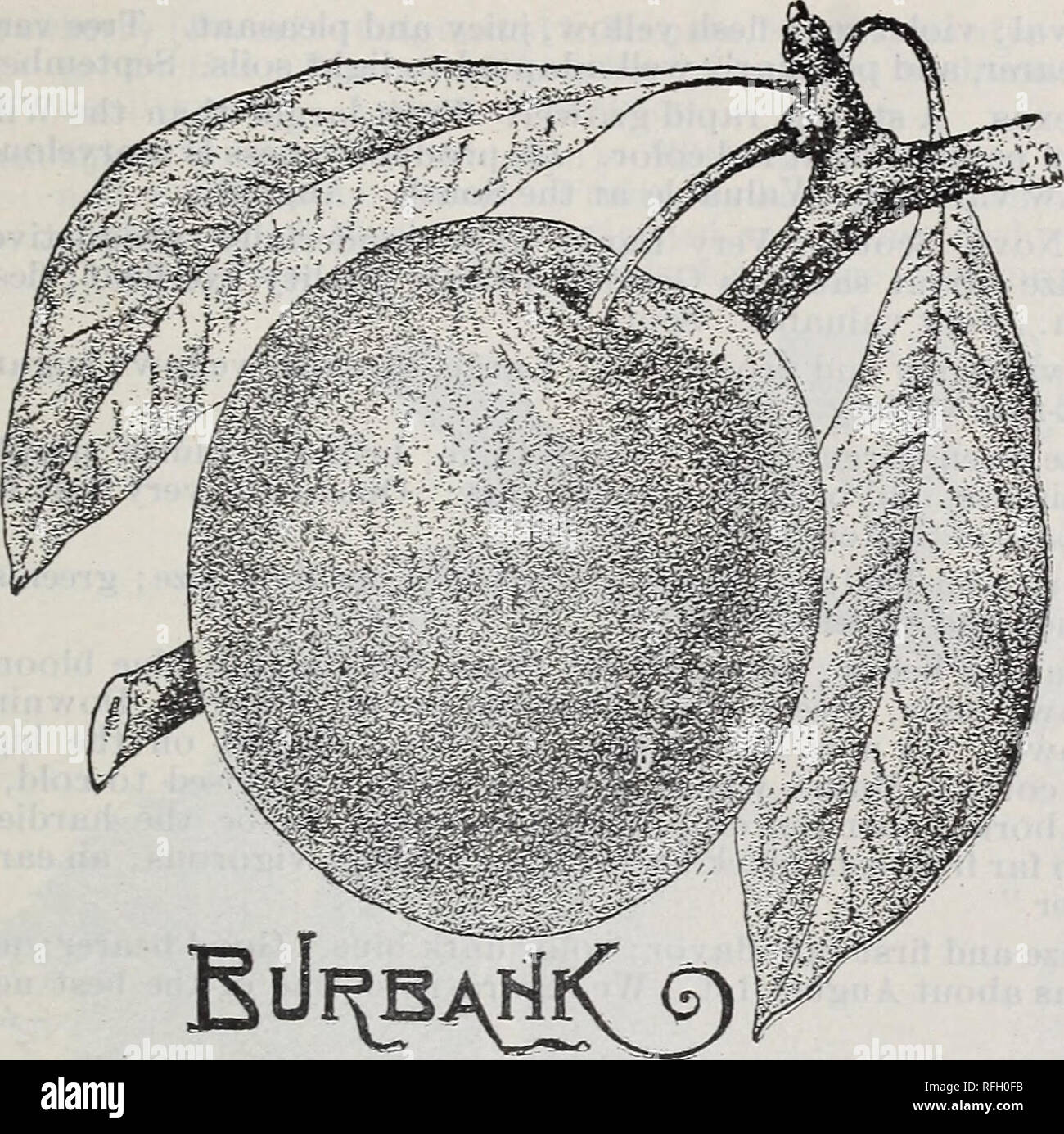 Best Fruit Trees To Grow In Ohio - Spring 1902 Nursery Stock Ohio New Carlisle Catalogs Fruit Trees Seedlings Catalogs Fruit Seedlings Catalogs Vegetables Seeds Catalogs Gardening Equipment And Supplies Catalogs Bxcblslor Per Another Early Sort Of Great Promise - Best fruit trees to grow in ohio.