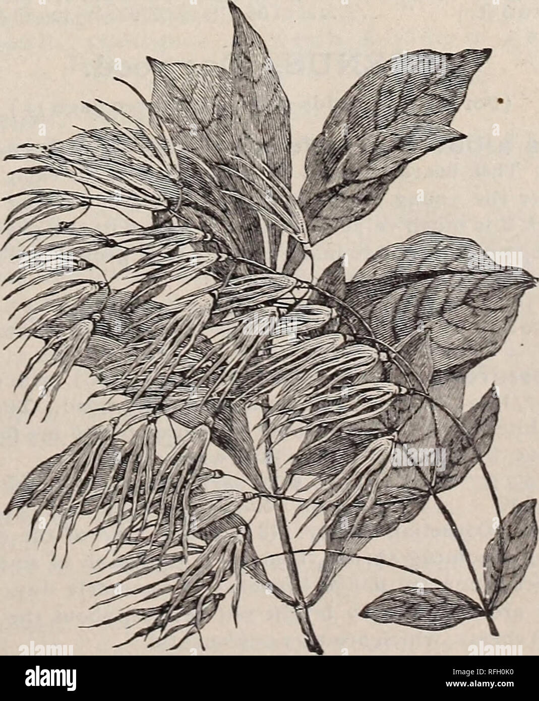 . Descriptive catalogue of ornamental trees, shrubs, vines, evergreens, hardy plants and fruits. Nurseries (Horticulture), Pennsylvania, Catalogs; Trees, Seedlings, Catalogs; Ornamental shrubs, Catalogs; Flowers, Catalogs; Plants, Ornamental, Catalogs; Fruit, Catalogs. CBPHALANTHUS. Cephalanthus occidentalis. (4 to 5 ft.) a good sized native shrub, bearing globular heads of white flowers about the middle of July, which are similar in appearance to those of a Buttonball tree. It is largely used for giving a natural effect to plantings. 12 to 18 in. Trans $ 25 each $1 50 per 10 $10 00 per 100 18 Stock Photo
