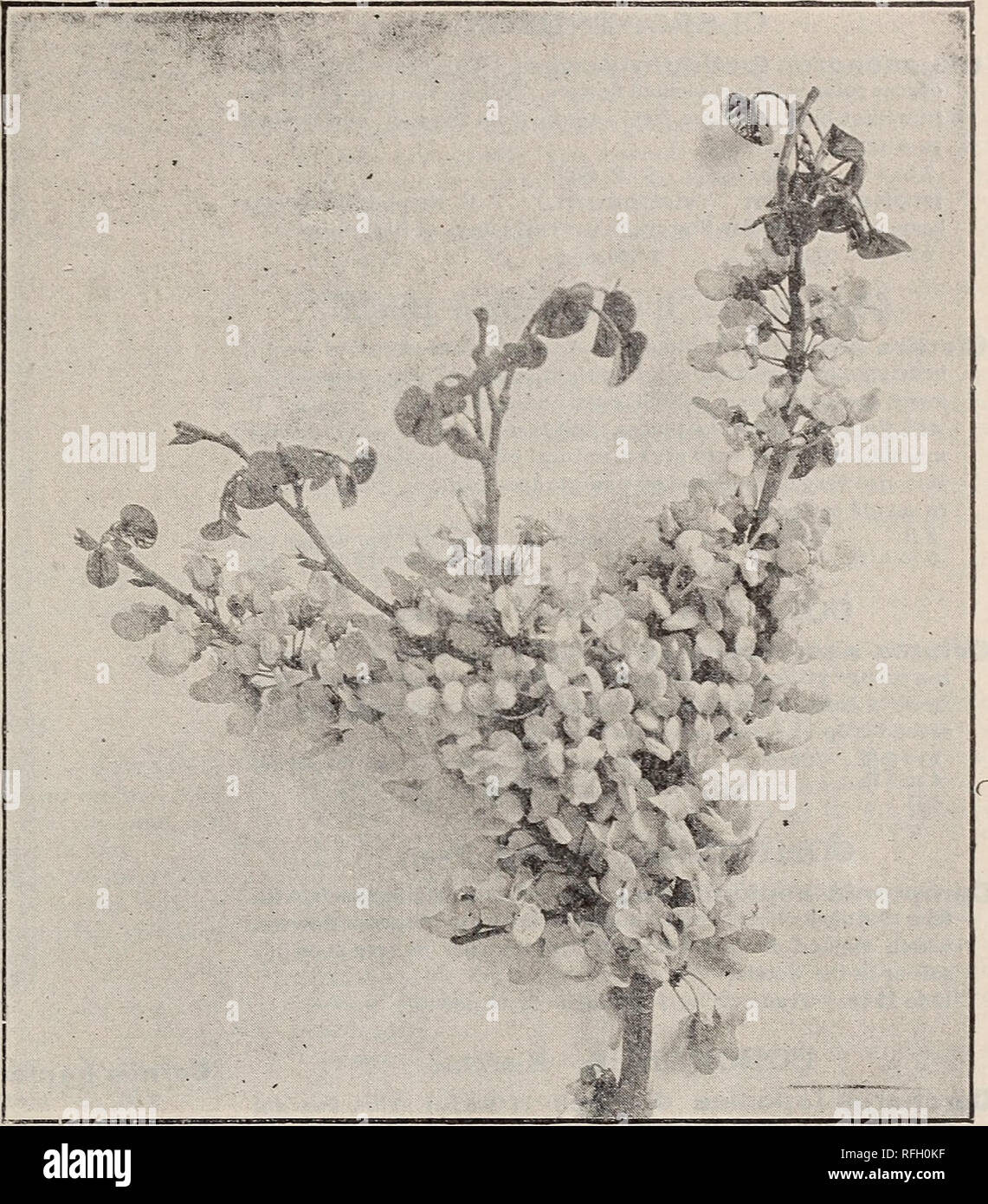 . Descriptive catalogue of ornamental trees, shrubs, vines, evergreens, hardy plants and fruits. Nurseries (Horticulture), Pennsylvania, Catalogs; Trees, Seedlings, Catalogs; Ornamental shrubs, Catalogs; Flowers, Catalogs; Plants, Ornamental, Catalogs; Fruit, Catalogs. CERCIS JAPONICA. (Japanese Judas.) After the long winter, we are prone to give even more than their share of admiration to the first Spring flowers: but one that deserves all the encomiums which we can shower upon it is the Japanese Judas. Coming among the very first of the Spring blossoms, the flowers are so abundant, and of su Stock Photo