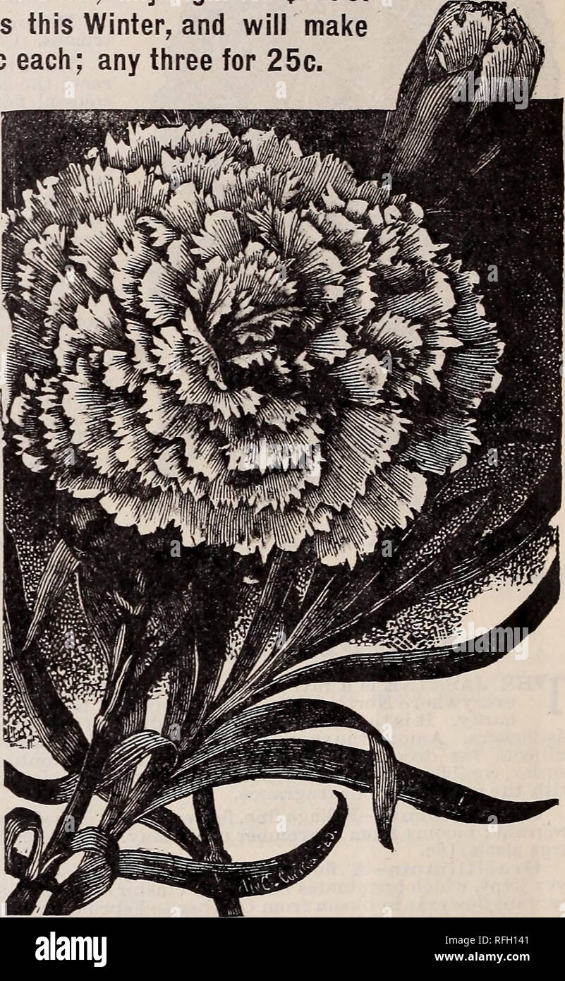 . Illustrated catalogue bulbs, roses, plants : for winter and spring blooming. Nursery stock Ohio Springfield Catalogs; Bulbs (Plants) Catalogs; Flowers Seeds Catalogs; Plants, Ornamental Catalogs; Fruit Catalogs. 24 The Geo. li. Mcllen Co., Florists and Seedsmen, LARGE FIELD-GROWN CARNATIONS Unrivaled in their delicately rich and refreshing fragrance, tineqtialed for brilliancy, richness and diversity of colors, unapproached for daintiness and beauty of outline* The Carnation is a favorite flower among all classes. We here offer you in best variety, some fine, large, healthy Field-Grown Plant Stock Photo