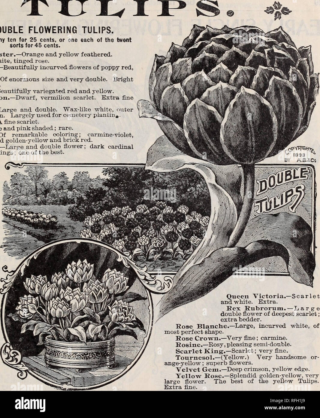 . Illustrated catalogue bulbs, roses, plants : for winter and spring blooming. Nursery stock Ohio Springfield Catalogs; Bulbs (Plants) Catalogs; Flowers Seeds Catalogs; Plants, Ornamental Catalogs; Fruit Catalogs. Irniisfallen Greenhouses, Springfield, Ohio. 9 CHOICE DOUBLE FLOWERING TULIPS. Price, 3 cents each; any ten for 25 cents, or one each of the twent sorts for 45 cents. Count of Leicester.—Orange and yellow feathered. Le Blason.—White, tinged rose. Duke of York.—Beautifully incurved flowers of poppy red, broadly edged white. Gloria Solus.—Of enormous size and very double. Bright scarle Stock Photo