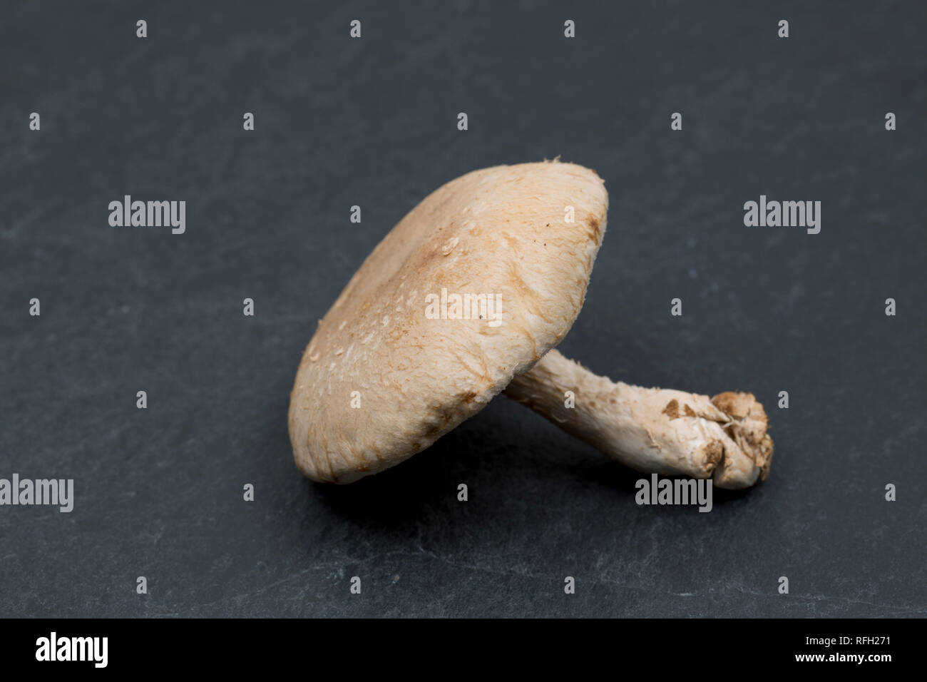 A single uncooked shiitake mushroom bought from a supermarket in the Uk on a dark background. Dorset England UK GB Stock Photo