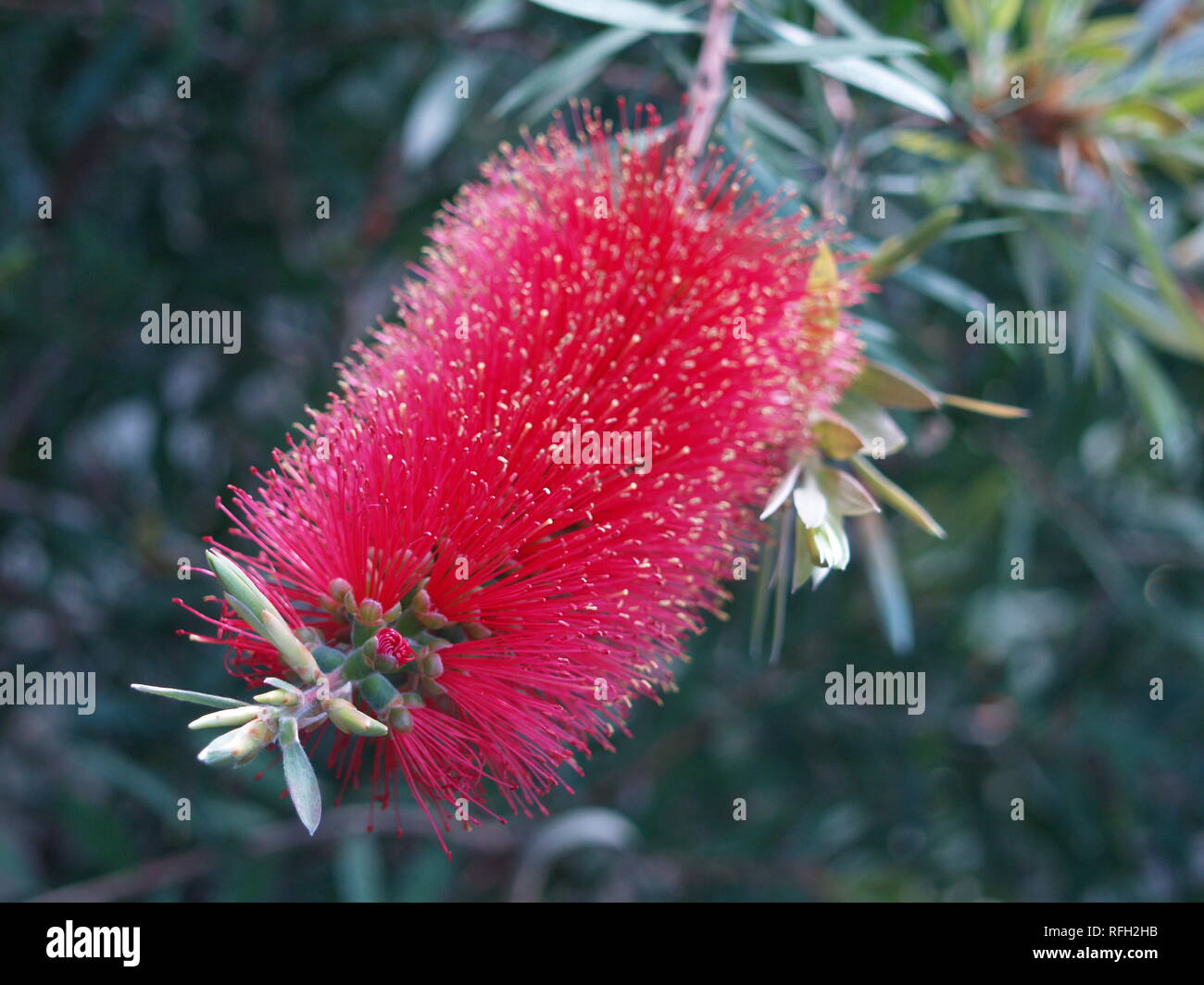 Bottle cleaner flowers hires stock photography and images Alamy