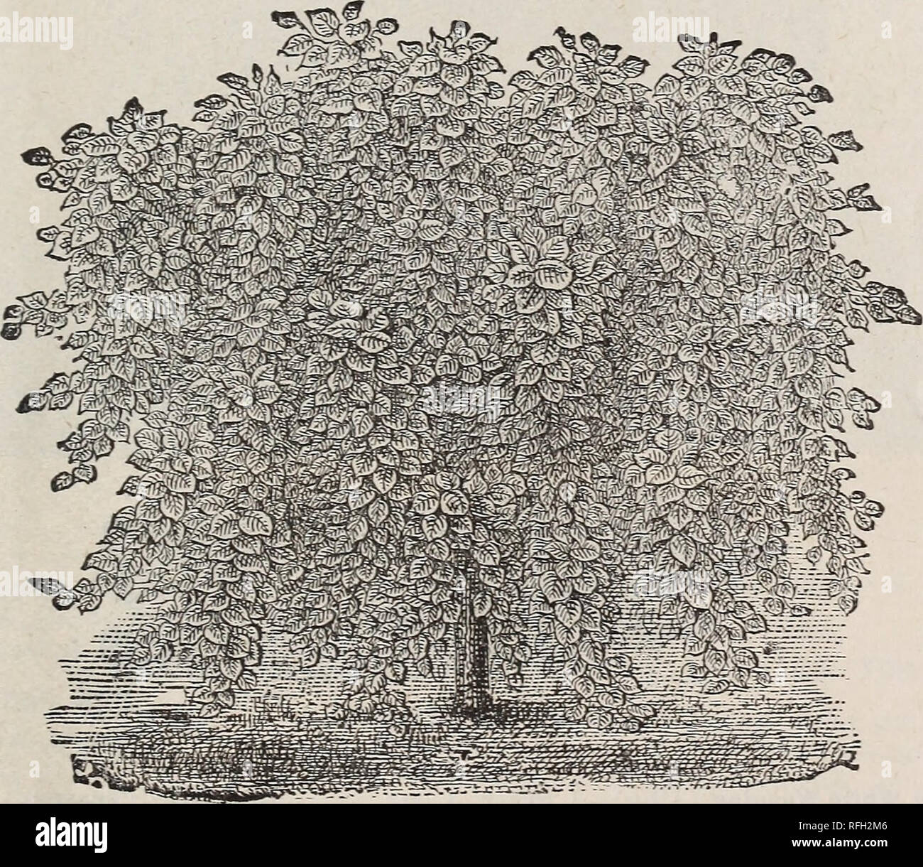 . Illustrated and descriptive catalogue of fruit and ornamental trees