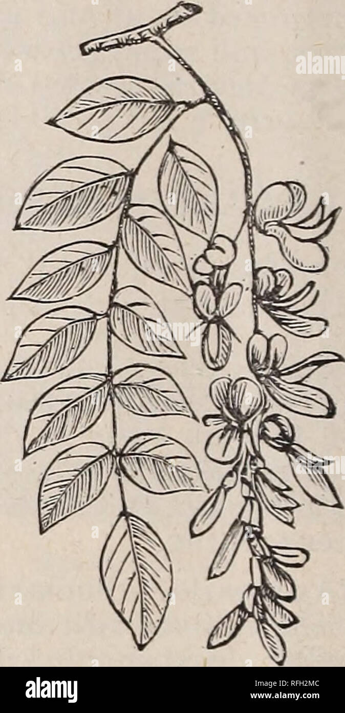 . Illustrated and descriptive catalogue of fruit and ornamental trees, small fruits, vines, roses, shrubs, etc., etc.. Nursery stock Michigan Kalamazoo Catalogs; Fruit trees Seedlings Catalogs; Fruit Catalogs; Trees Seedlings Catalogs; Shrubs Catalogs; Plants, Ornamental Catalogs; Roses Catalogs. Double-Flowering Thorn. THORN (Crataegus). Dense, low-growing trees, and very or- namental when in bloom. Hardy and adapted to all soils. Common Hawthorn (Oxyacantha)—The cel- ebrated English Hedge Plant. Double Crimson (Flore punicea pleno)— Producing fine double crimson flowers. Double White (Albapl Stock Photo