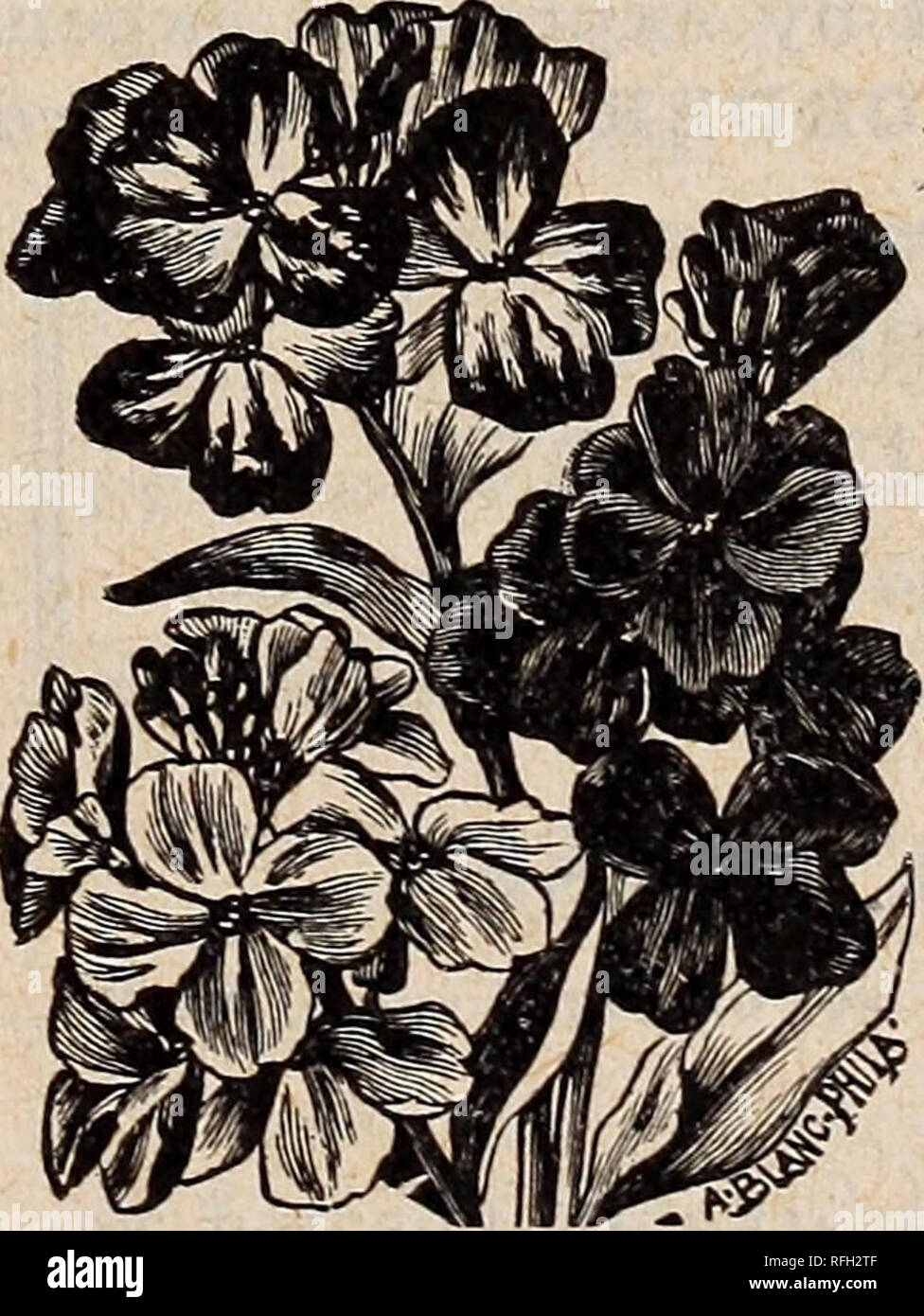 1900 Buell Lamberson Seed Nursery Stock Oregon