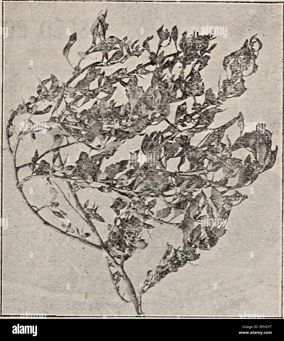 . Johnson &amp; Musser Seed Co.'s catalogue of reliable seeds. Nursery stock California Los Angeles Catalogs; Vegetables Seeds Catalogs; Flowers Seeds Catalogs; Agricultural implements Catalogs. 113 N. Main St., Los Angeles. 41 AUSTRALIAN* • SALT BUSH One of the few species of plants that will grow and thrive in alkali soils. We offer the two best varieties. ATRIPLEX HALIMONDES, or Sweet Salt Bush,—Introduced by us last season. Has many advantages over the older sorts. It grows readily in the rankest alkali. Please note that these images are extracted from scanned page images that may have bee Stock Photo