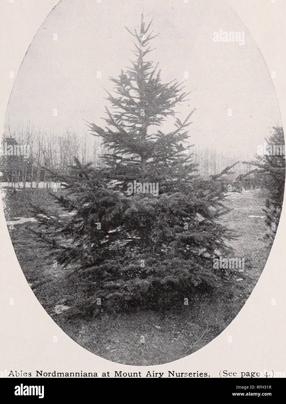 . Mount Airy Nurseries : 1900. Nurseries (Horticulture) Pennsylvania Philadelphia Catalogs; Trees Seedlings Catalogs; Shrubs Catalogs; Plants, Ornamental Catalogs. /nOUNT AIRY NgRSERlES - Evergreens ABIES pinsapo (Pinsapo Fir). An elegant tree, with singular, roundish, sharp-pointed leaves all around the branches and shoots. A. polita (Tiger's Tail Spruce). A beautiful species of decided individuality ; a slow grower ; forms a perfect pyramidal bush, densely clothed with stiff, spiny, dark leaves. BIOTA Orientalis compacta (Compact Chinese Arborvitae). A variety of the Chinese, but more dwarf  Stock Photo