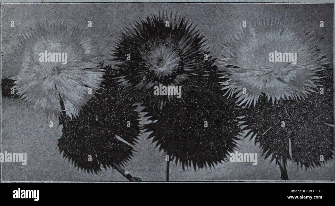 . Johnson & Musser Seed Co.'s catalogue of reliable seeds. Nursery