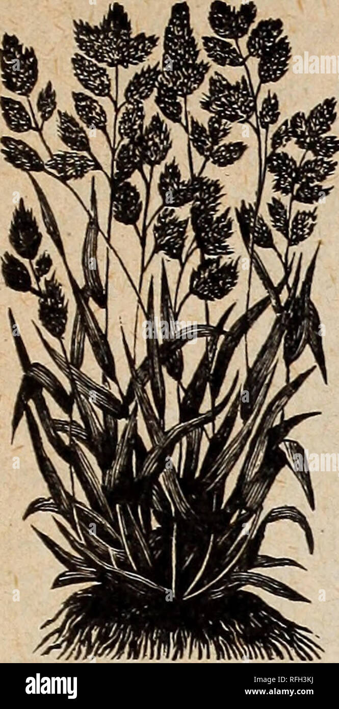 . 1900 Buell Lamberson Seed Store. Nursery stock Oregon Portland Catalogs; Vegetables Seeds Catalogs; Flowers Seeds Catalogs; Gardening Equipment and supplies Catalogs. LAMBERSON'S ANNUAL SEED CATALOG, 1900. 27. ORCHARD GRASS (Dactylis glomerata.) This is one of the best known and most popular of our cultivated grasses. It will g-row well on any good soil, excepting that which is very wet. It yields an abund- ant crop of excellent hay and may be sown alone for this purpose, but, owing to its habit of forming tufts or tussocks, the land should be seeded heavily or the seed should be mixed with  Stock Photo