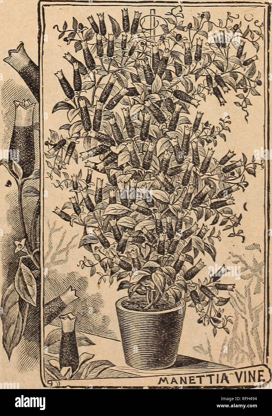 . I.N. Kramer &amp; Son, seedsmen and florists. Nursery stock Iowa Cedar Rapids Catalogs; Vegetables Seeds Catalogs; Flowers Seeds Catalogs; Gardening Equipment and supplies Catalogs. Leonotus Leonorus. Lily. cate rose to a bright crimson; very fra- grant. 25c. Lobelia. One of the best and most showy vase and basket plants; also fine bedders and excellent for ribbon lines; dwarf and free blooming; flowers blue. 10c; Si per dozen. Lotus Pelyorensis. {Coral Gem.) Its cylinder branching habit is most striking, and the silvery foliage even more so. Without its flowers it might almost be described  Stock Photo