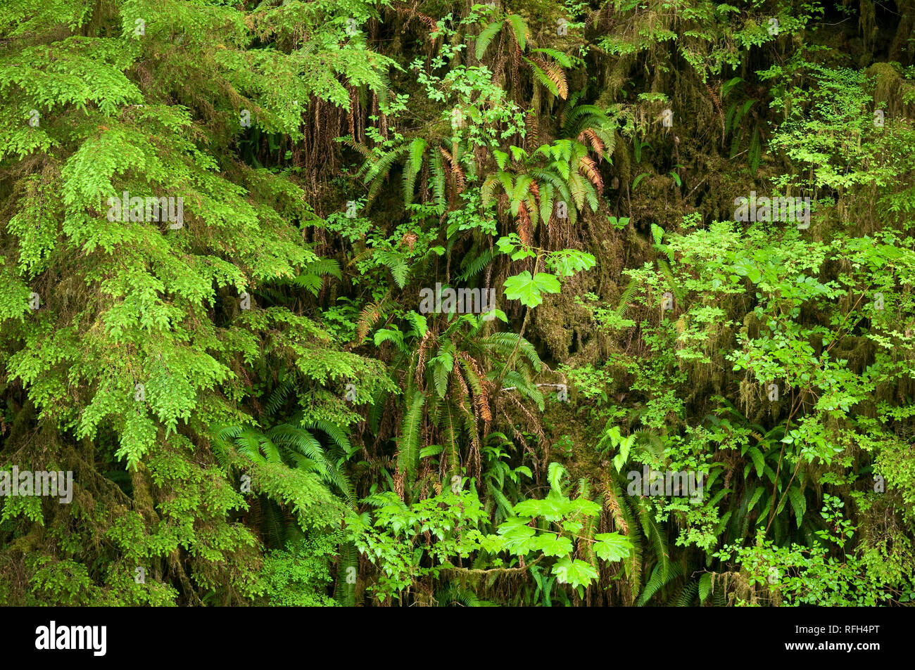 The verdant understory foliage of an old-growth temperate rainforest; Quinault Rainforest Trail, Olympic National Forest, Washington. Stock Photo
