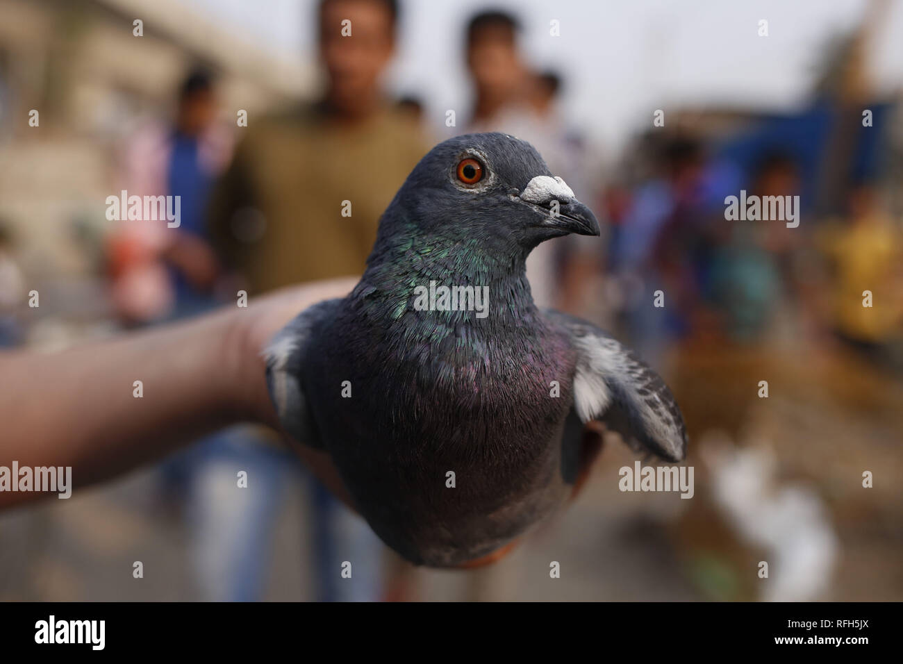 Dhaka, Bangladesh. 25th Jan, 2019. A seller shows a pigeon in a weekly bird market near Gulisthan. Credit: MD Mehedi Hasan/ZUMA Wire/Alamy Live News Stock Photo