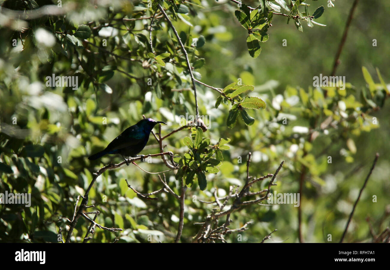 Nablus, West Bank, Palestinian Territory. 25th Jan, 2019. Palestine sunbird perch on branch, in the village of Alubban Asharqiya near the West Bank city of Nablus, January 25, 2019. The Palestine sunbird, is a small passerine bird of the sunbird family which is found in parts of the Middle East and Sub-Saharan Africa, It has a high, fast, jingling song and various calls including a harsh alarm call, In 2015, it was declared the national bird of Palestine Credit: Shadi Jarar'Ah/APA Images/ZUMA Wire/Alamy Live News Stock Photo