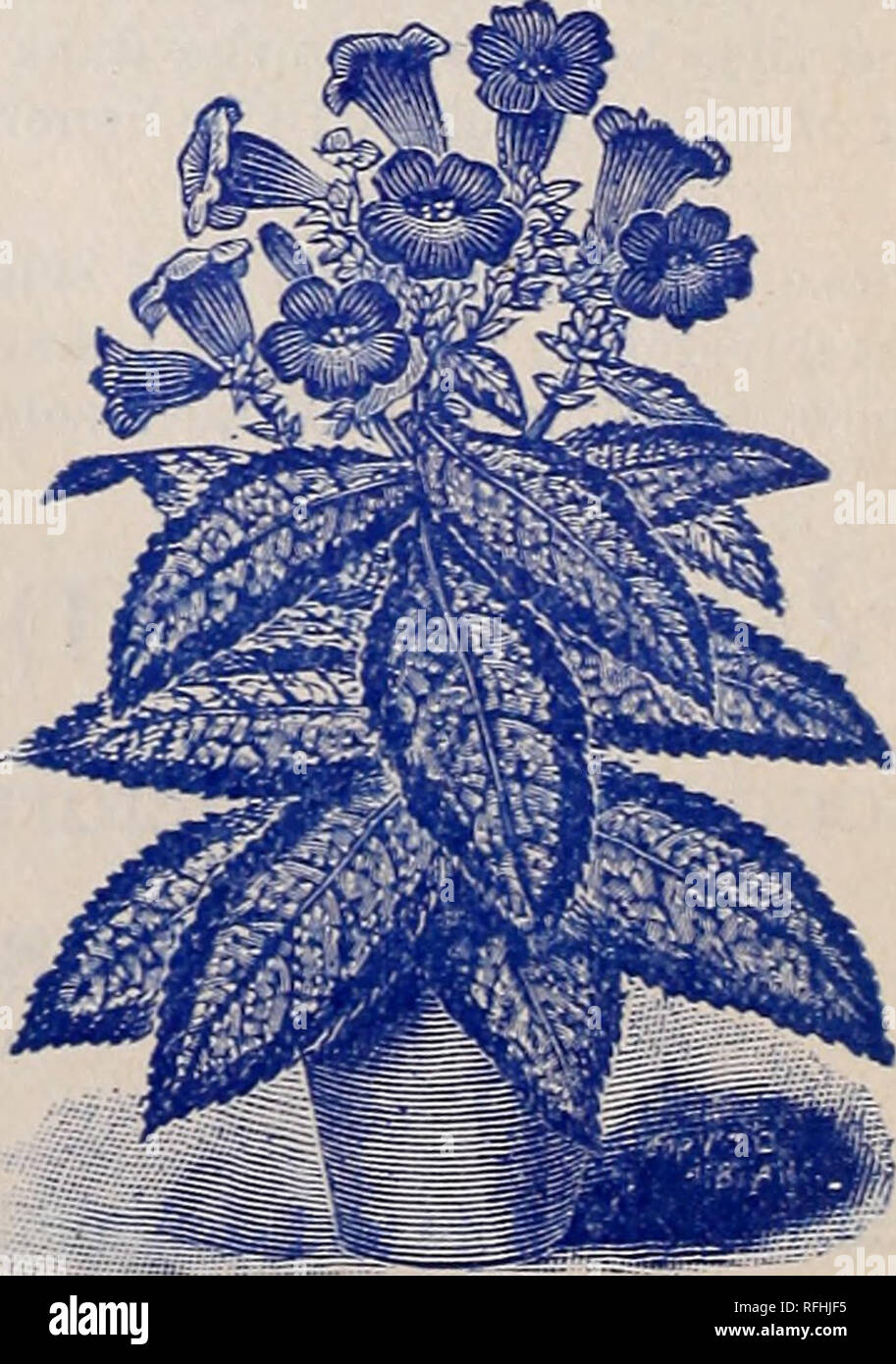 Rare Florida Flowers And Fruits Nurseries Horticulture Florida Catalogs Flowers Catalogs Plants Ornamental Catalogs Shrubs Catalogs New Giant Browallia 1nese Lastekx Plant Strobilaotfyes Dyeriai7 Is A Very Beautiful Foliage Plant Which Surpasses