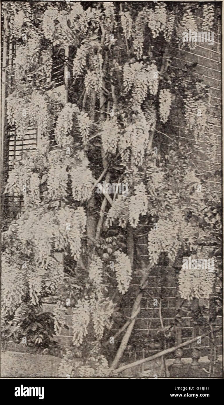 Illustrated And Descriptive Catalogue Of Fruit And Ornamental