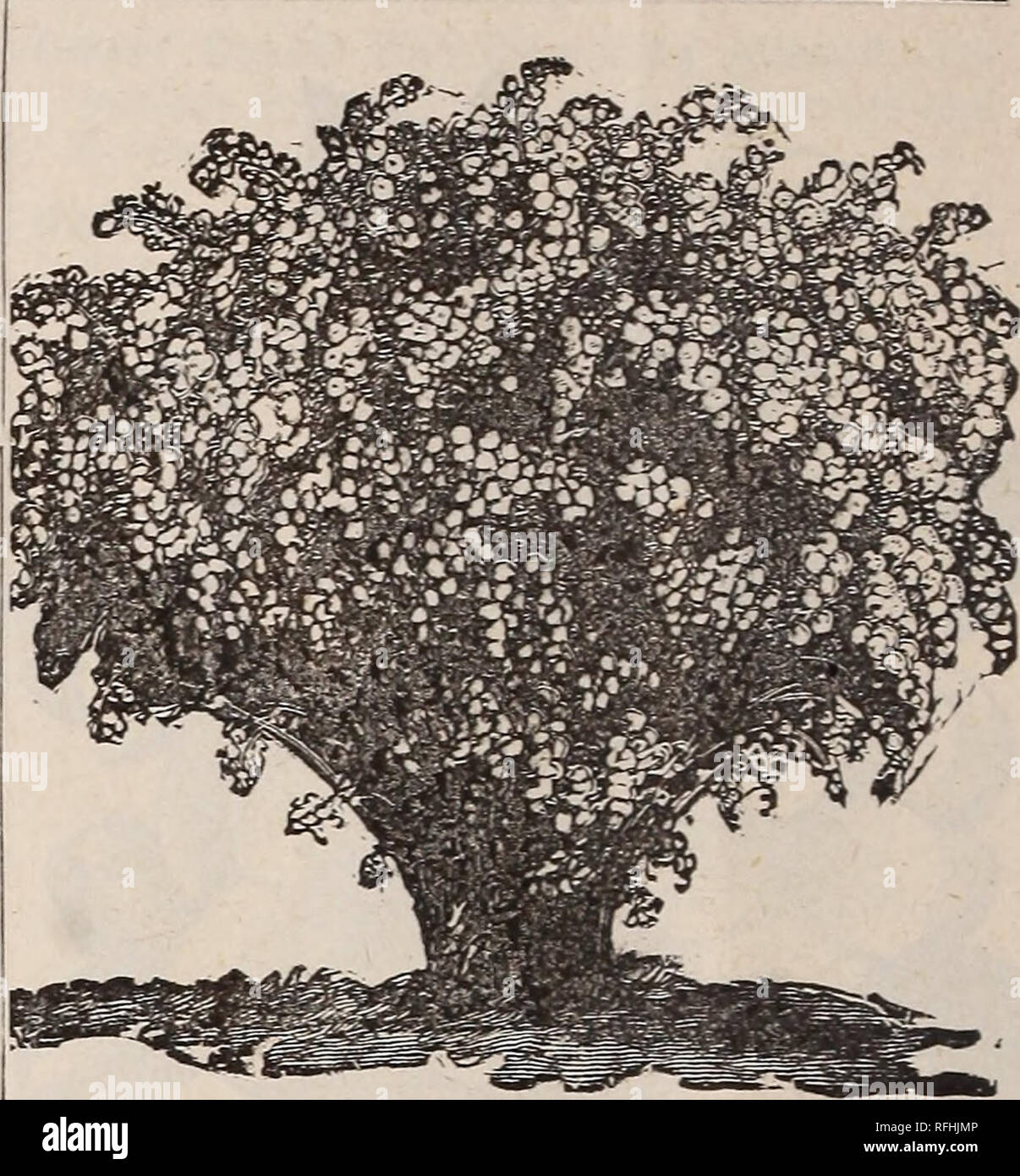 . Illustrated and descriptive catalogue of fruit and ornamental trees