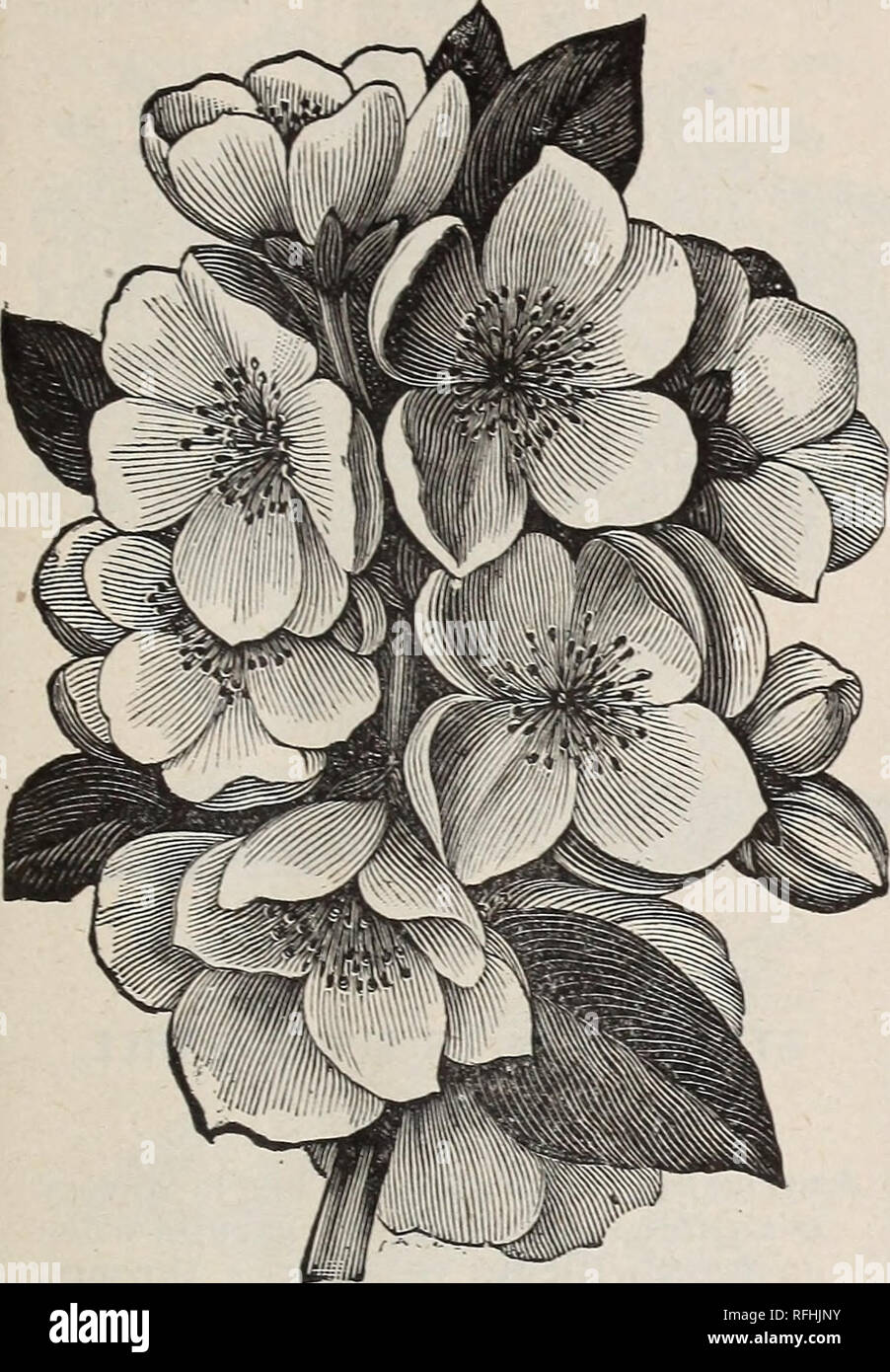 . Illustrated and descriptive catalogue of fruit and ornamental trees