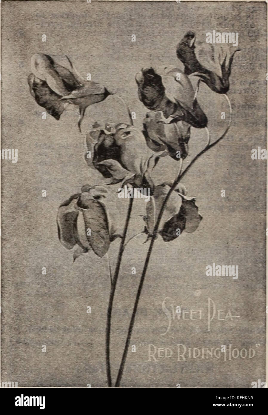 Illustrated Descriptive Catalogue Of Garden Field And Flower Seeds Agricultural And Horticultural Implements Fertilizers Etc Nursery Stock Maine Portland Catalogs Flowers Seeds Catalogs Plants Ornamental Catalogs Vegetables Seeds Catalogs