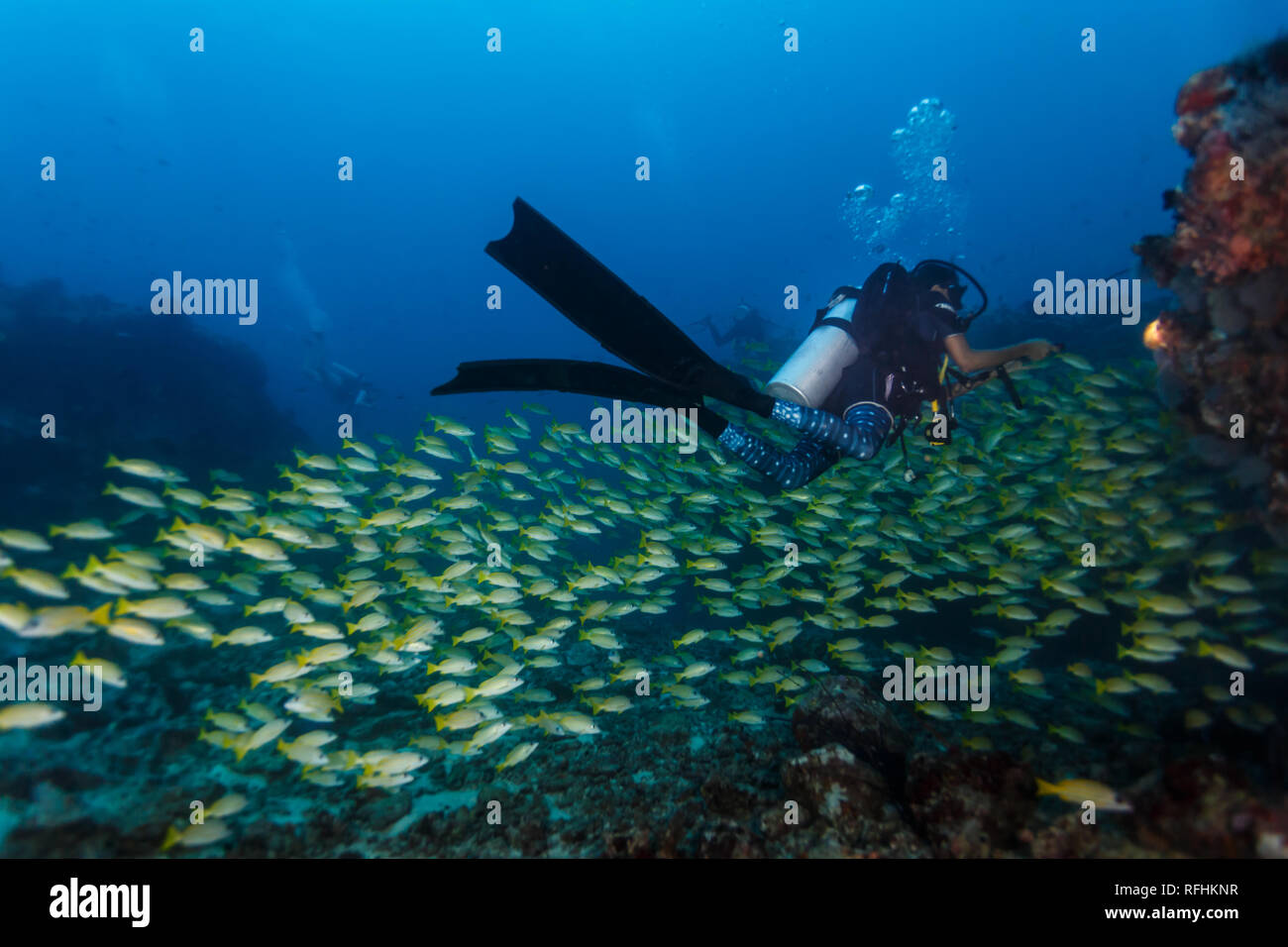 Large school of yellow big eye snapper, Lutjanus lutjanus,  fish swim past female scuba diver exploring a coral reef Stock Photo