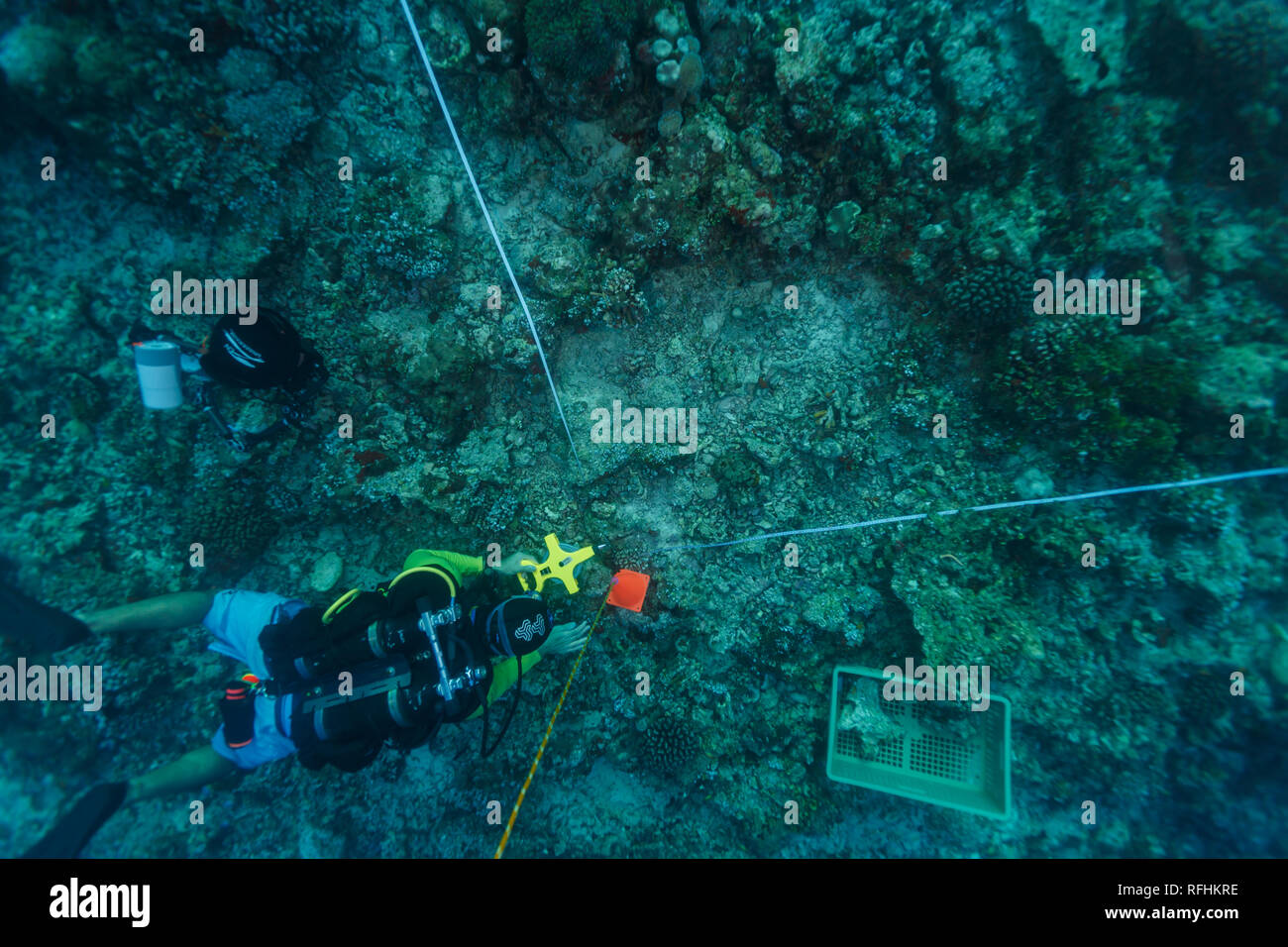 scientific scuba diver sets up transect lines for 3D reef mapping and transect survey Stock Photo