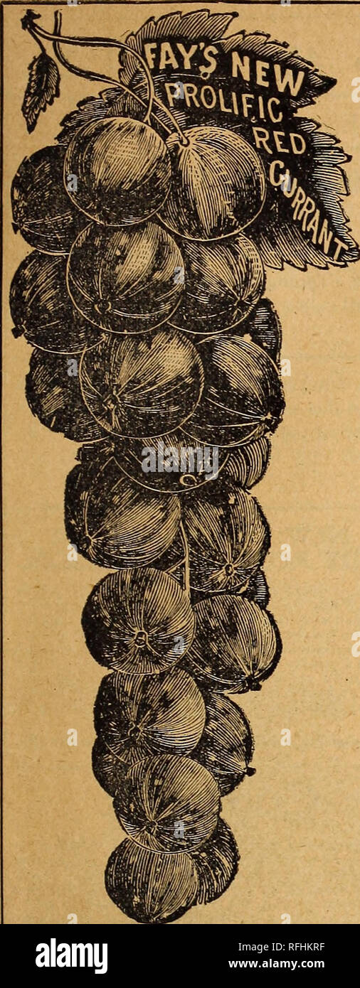 . Vegetable, grass and flower seeds, 1900. Nursery stock, Massachusetts, Catalogs; Vegetables, Seeds, Catalogs; Flowers, Seeds, Catalogs; Grasses, Seeds, Catalogs; Gardening, Equipment and supplies, Catalogs. 'ROSS BROTHERS' ANNUAL CATALOGUE. iy. CURRANTS. The Best Three. Fay's Prolific.—Fruit and bunch of extra and uniform size, very easily gathered, exceedingly pro- ductive and of fine flavor. A very popular variety for market rival- ing the old favorite, the Cherry. La Versailles.—Fruit large, bunch long, very showy and of excellent quality. One of the best. Cherry.—An old well known sort.  Stock Photo