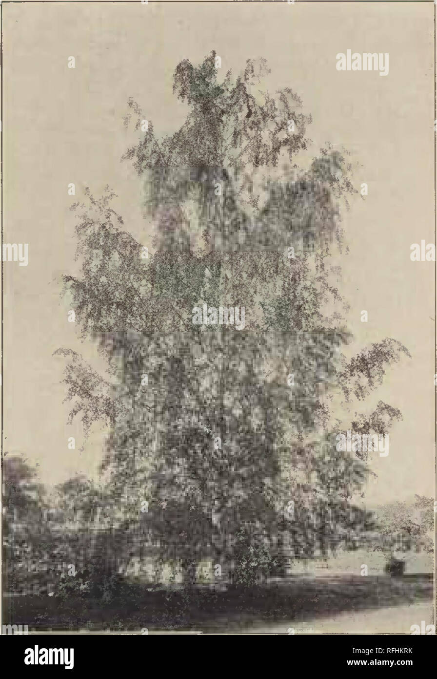 . Hardy stock for pleasure grounds. Nursery stock New Jersey Elizabeth Catalogs; Trees Seedlings Catalogs; Shrubs Catalogs; Plants, Ornamental Catalogs. The finest of ^weeping trees is the Cut  Lea'ved Birch. Please note that these images are extracted from scanned page images that may have been digitally enhanced for readability - coloration and appearance of these illustrations may not perfectly resemble the original work.. Union County Nurseries.; Jones, Hiram T.. Stock Photo